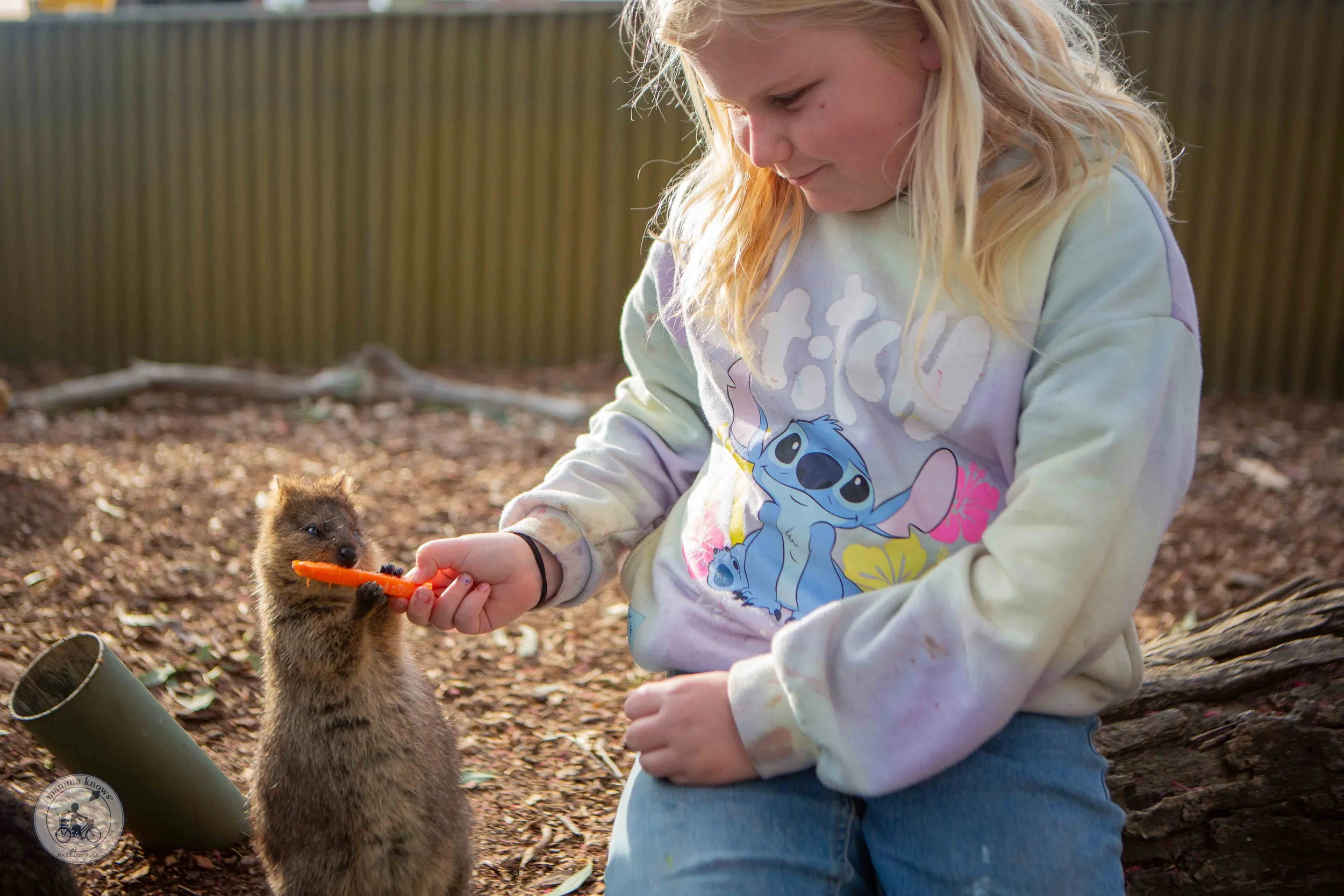 Maru Koala and Animal Farm, Grantville