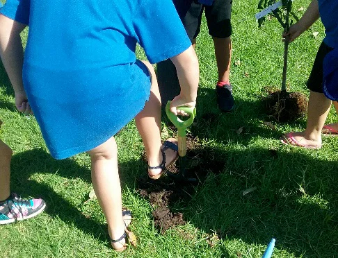 Fruit tree going in.