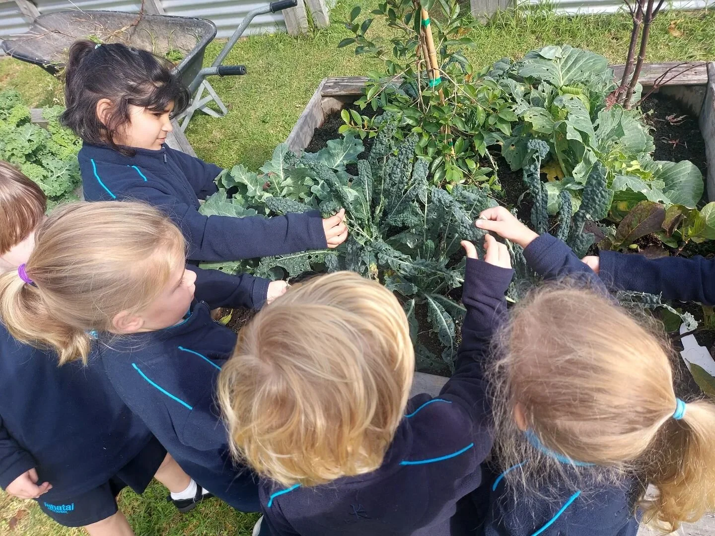 The kai growers were hunting for pesky caterpillars again today @tahataicoastschool ... "The War on Slugs" has also begun... we've reset the traps, re laid wool mulch mats and scattered coffee grinds - with gardeners like ours, slugs don't 