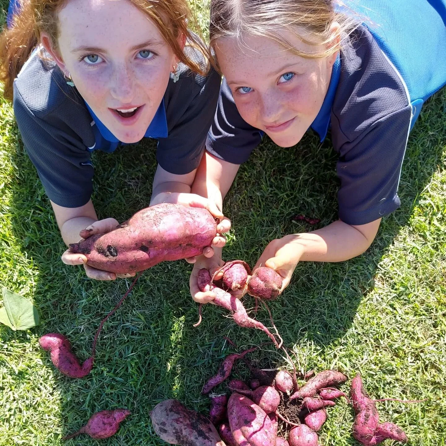 Lots of activity in the gardens @aratakischool today...digging for hidden kumara treasure, harvested sunflower seeds, planting sugarsnap peas, watering seedlings with our upcycled milk bottle watering cans... and picking a posy of flowers for a lucky