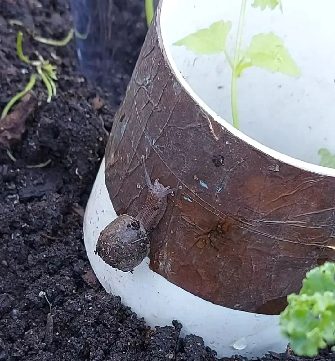 At Mount Maunganui Intermediate today our young gardeners were testing out how best to keep snails at bay... copper tape, eggshells or tin foil - copper tape won !  The snail made it about half way up the tape, and then decided against it and dropped