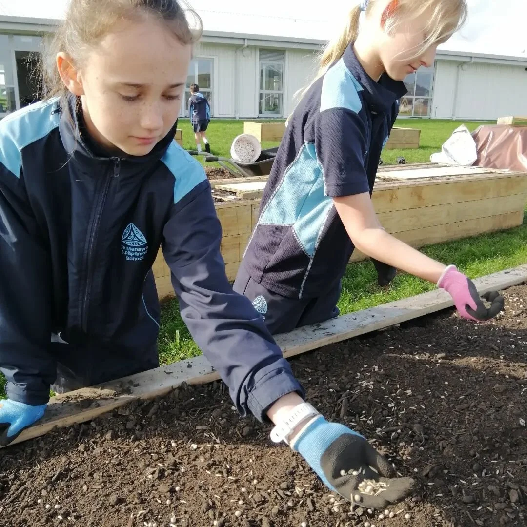 We have alot of bare soil in the gardens at Te Manawa o Papamoa, so today Mataatua sowed mustard seeds in the garlic bed, and a green cover crop of lupins, mustard and garden oats in an empty bed. We also helped move mulch around some the school tree