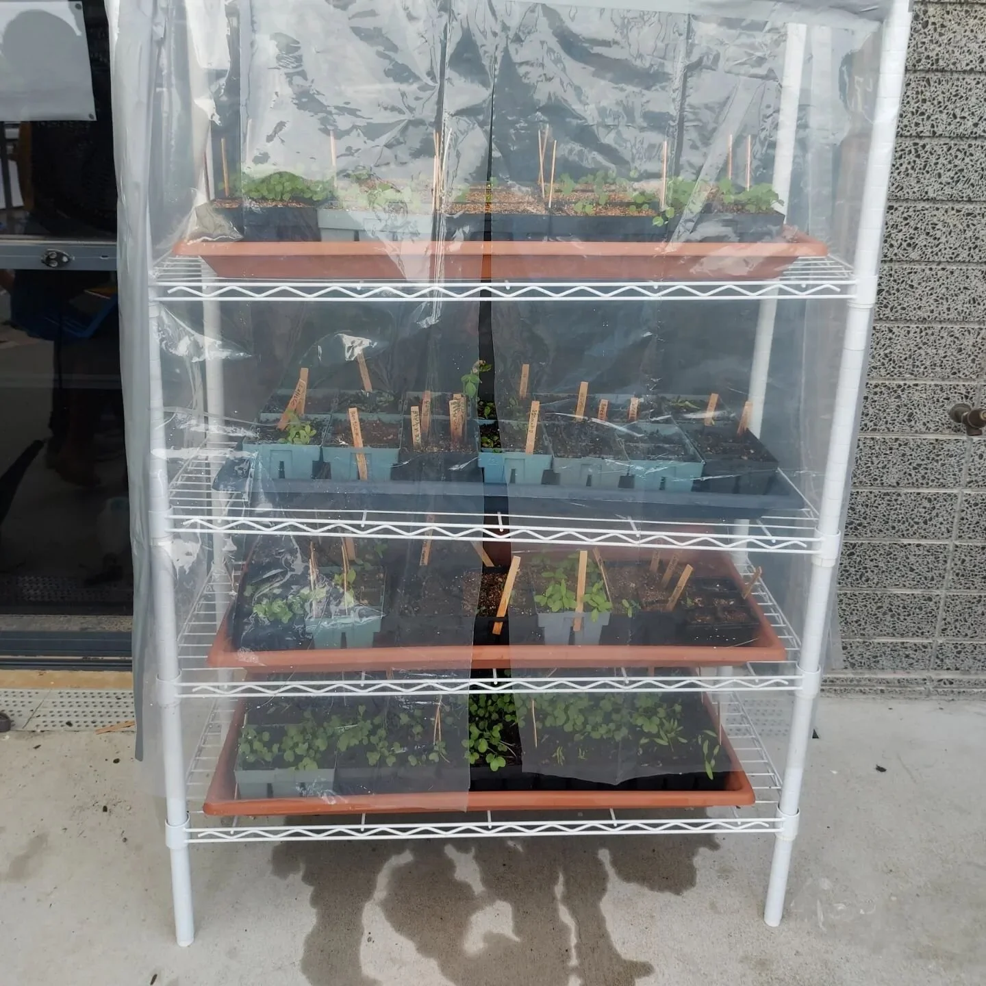 Our Kai Growers @tahataicoastschool  did some very clever upcycling using a plastic mattress bag and some tape and cable ties to transform their seedling shelves into a seed raising 'hot(ish) house'. We are hoping it will offer orotection from the wi