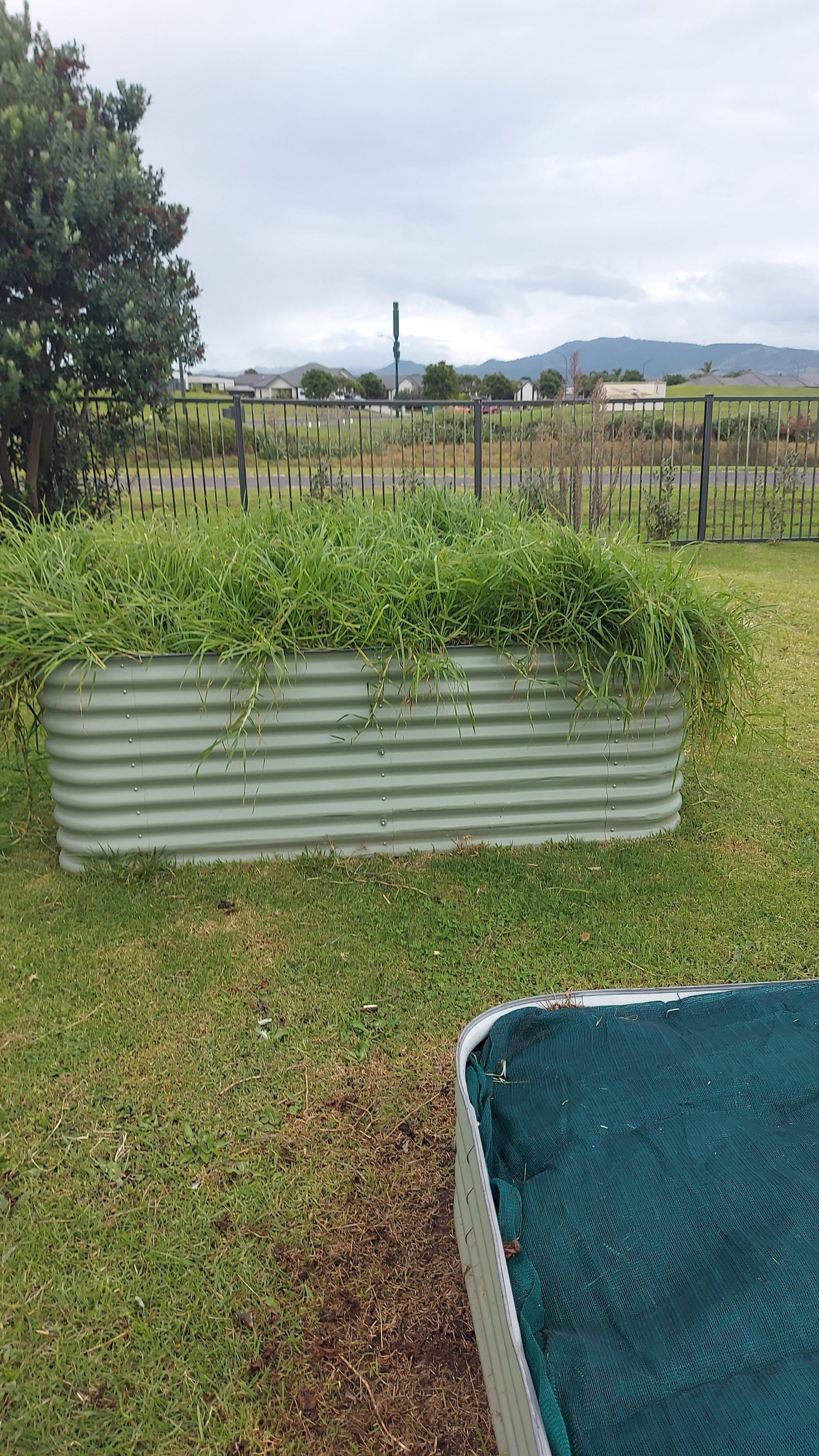 kikuyu bed.jpg