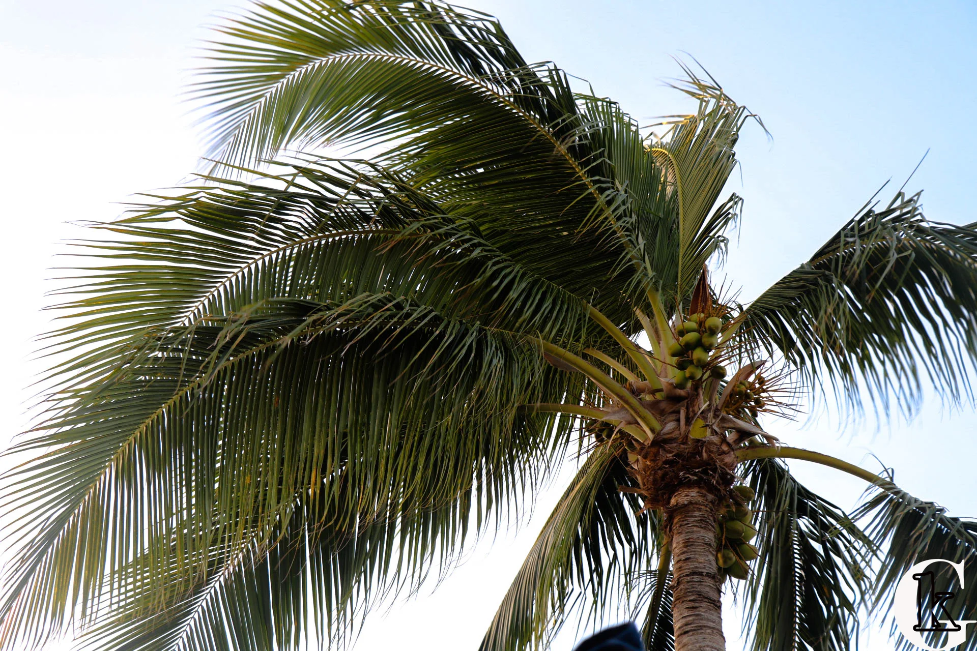 IMG_0187-with logo.jpg