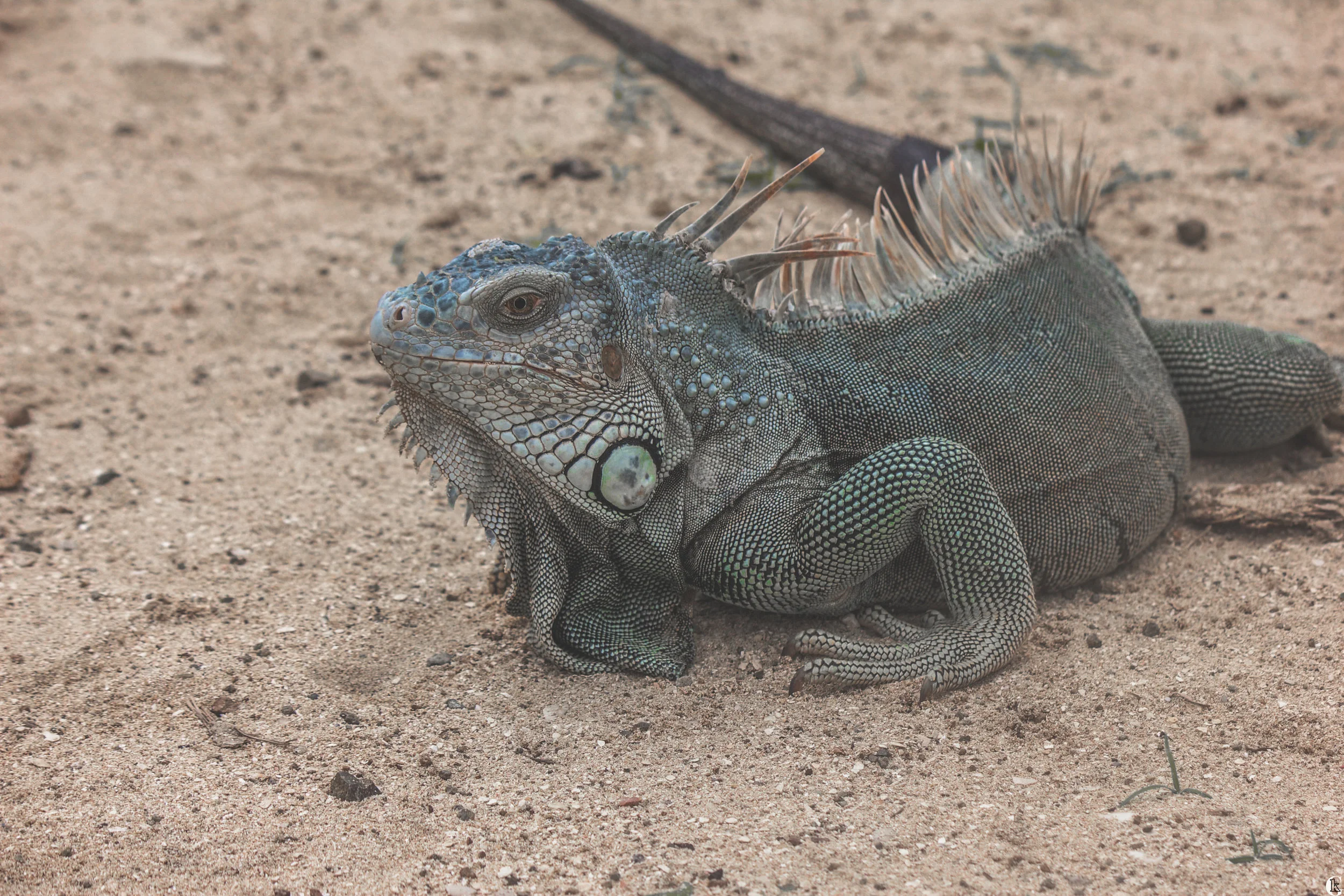 IMG_9700-2-with logo.jpg