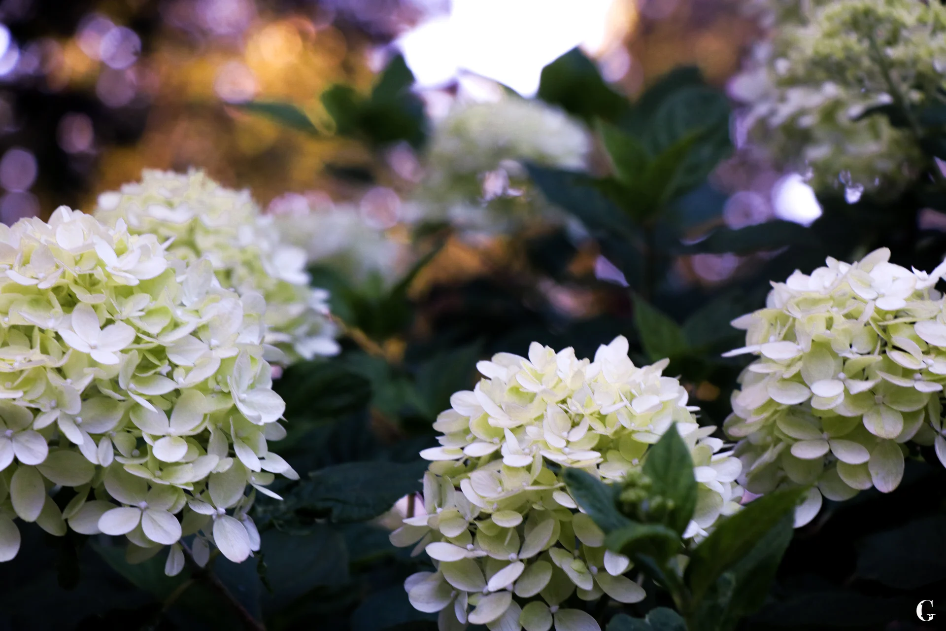 IMG_1259.with logo.jpg