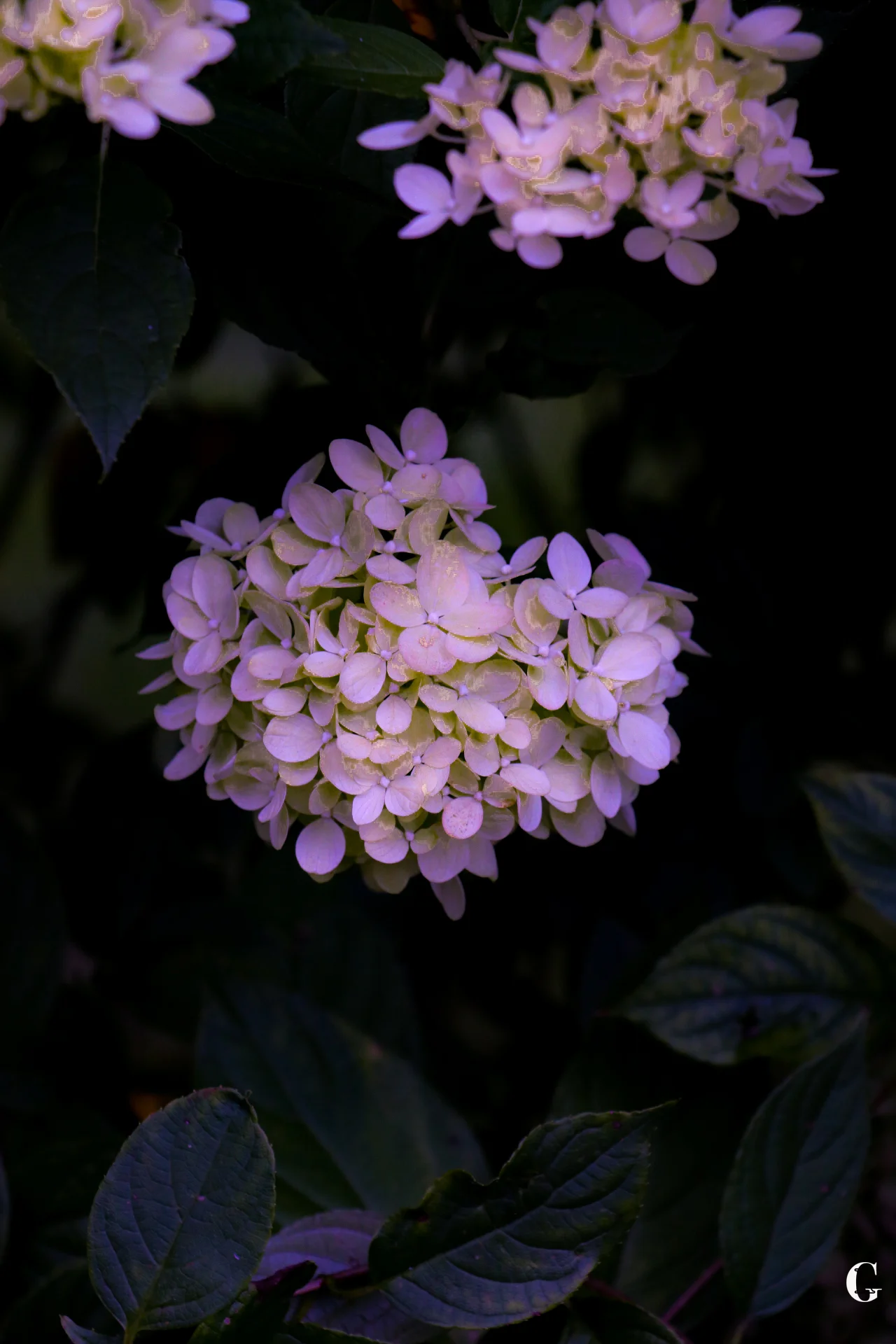 IMG_1257.with logojpg.jpg