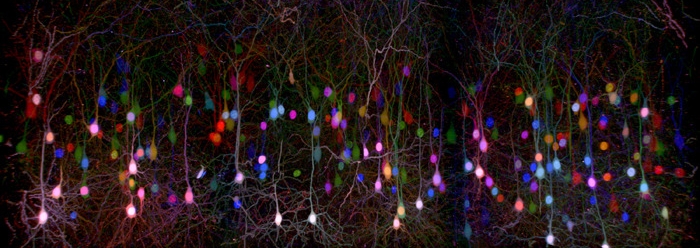 brainbow.jpg