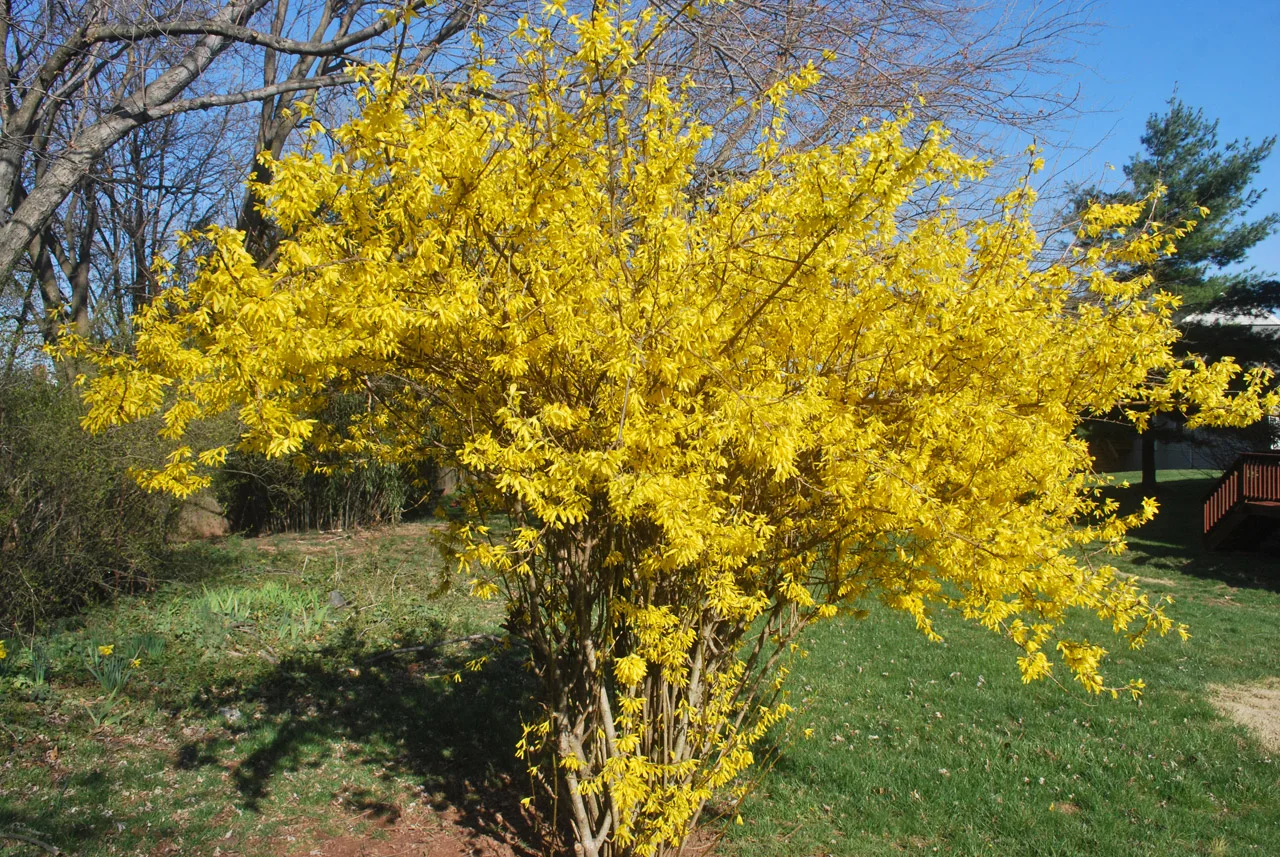 forsythia-in-bloom(1).jpg