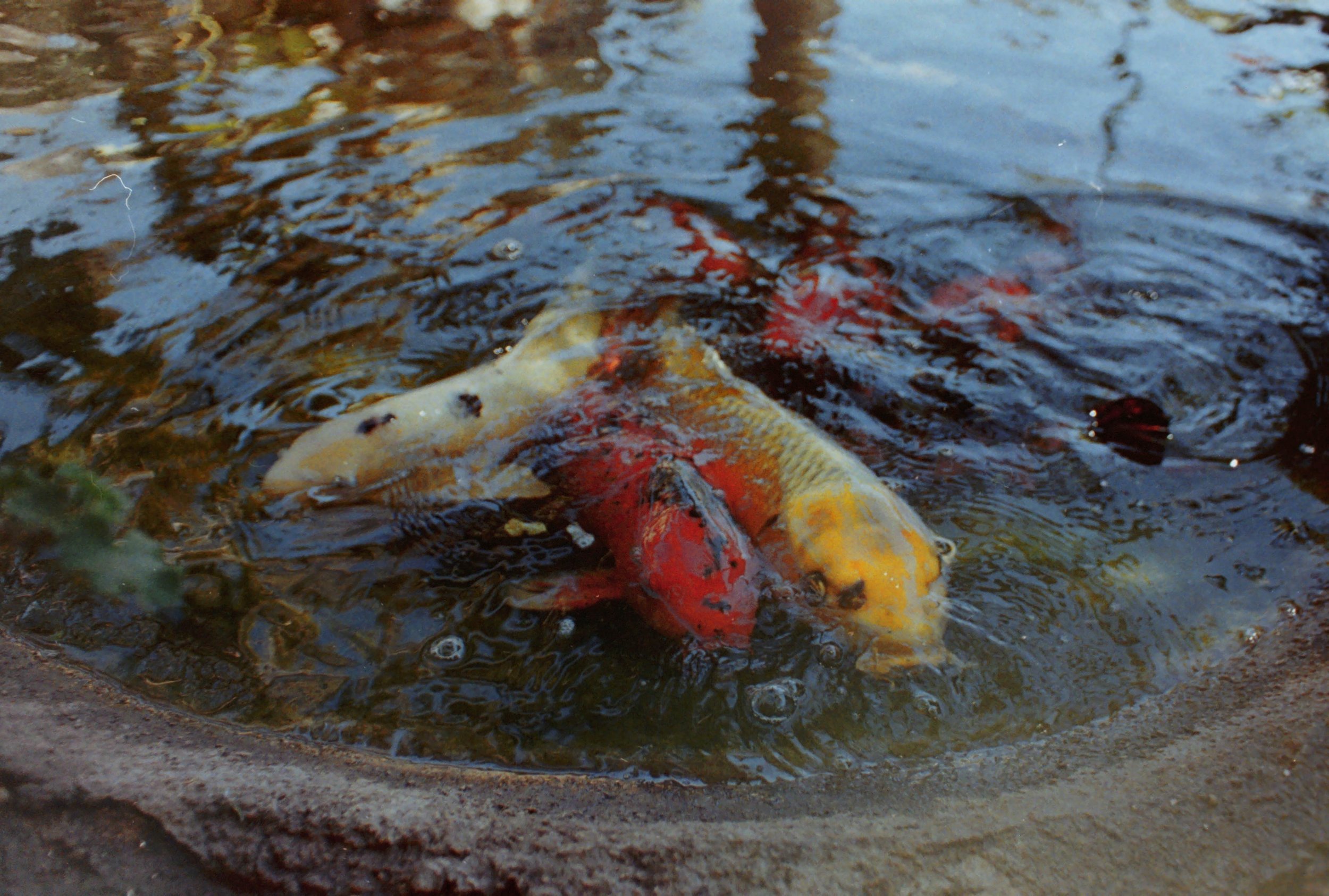 koi.jpg