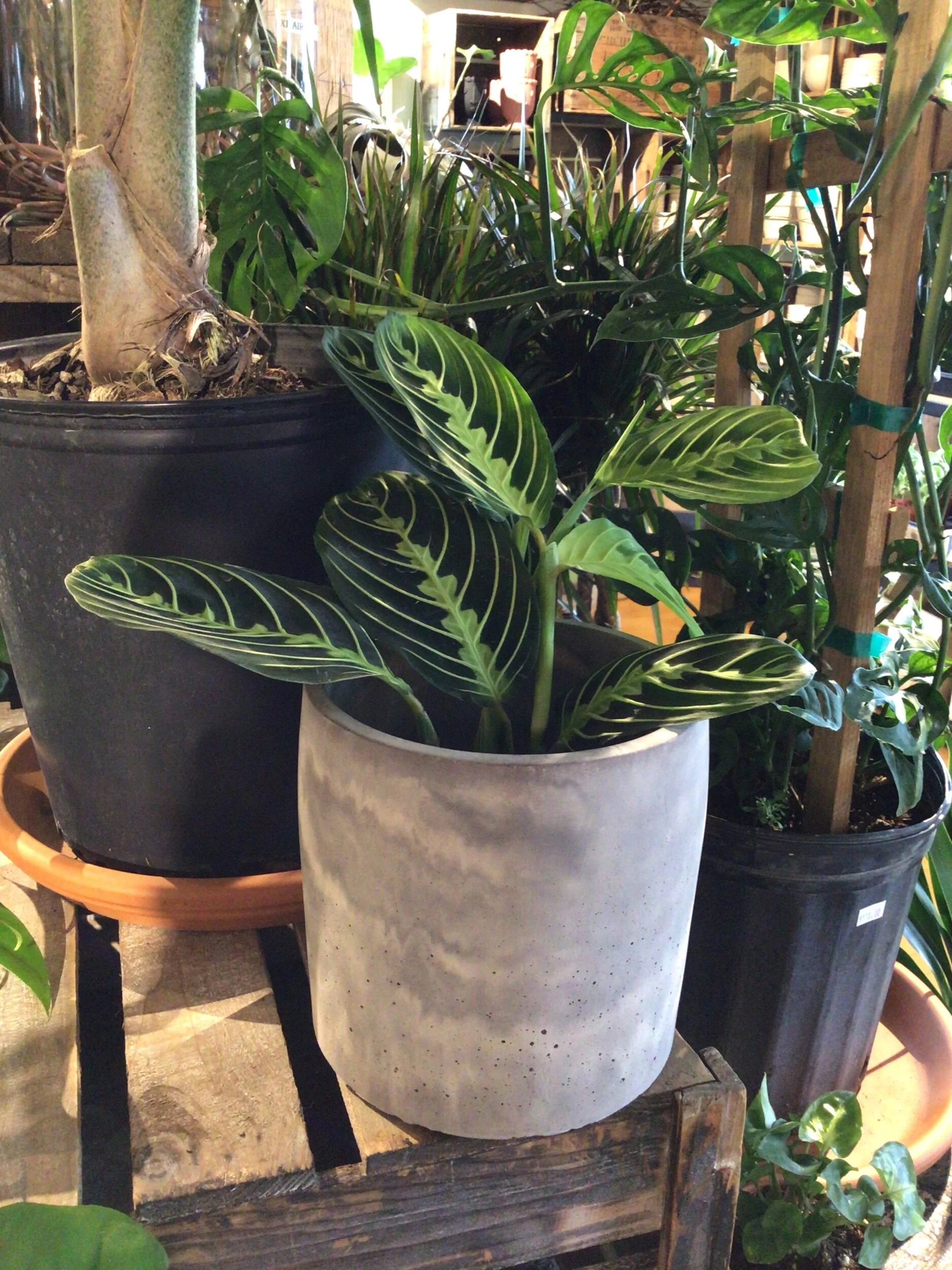 907A2A87-1D64-41BC-BB19-156599D025B8