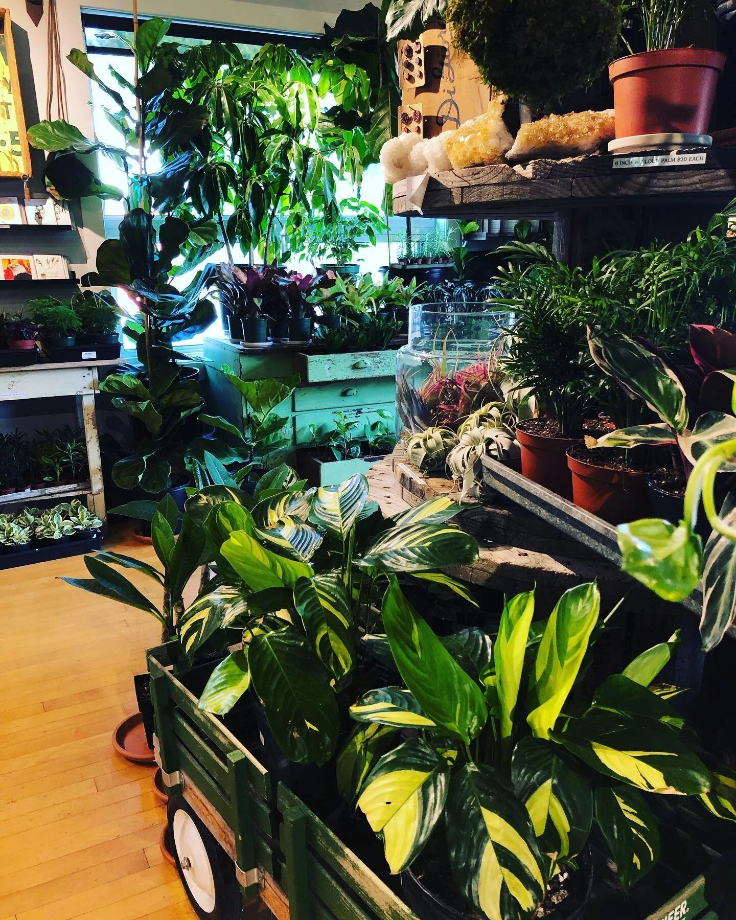 THE PLANT PLACE