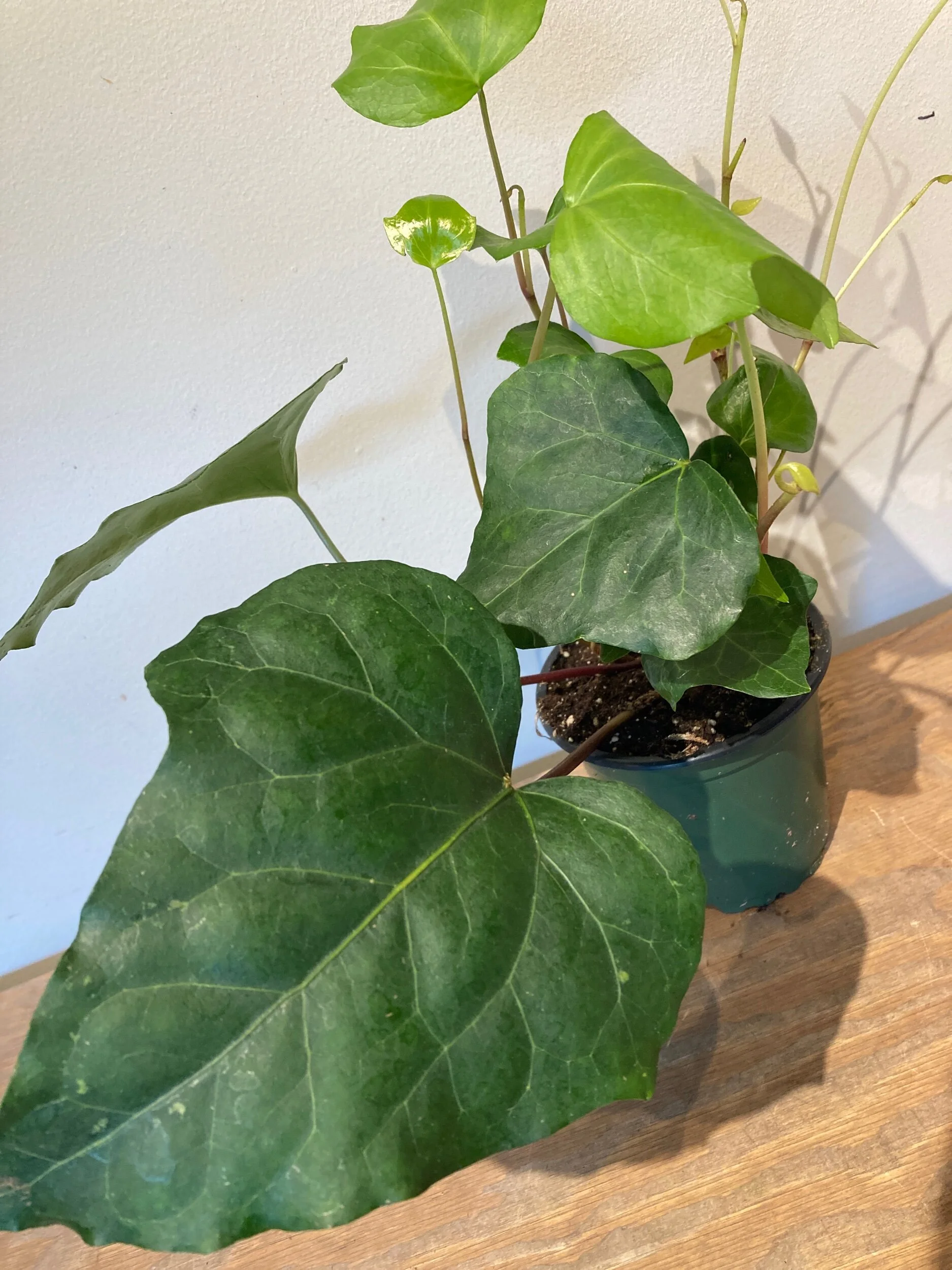 418738E2-0B0C-4B78-BF79-C1F53228897F