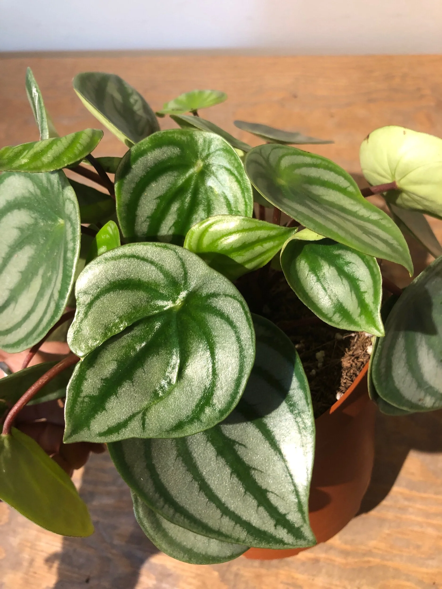 C47840E1-F360-44B9-9C98-4F26BC4D4F77