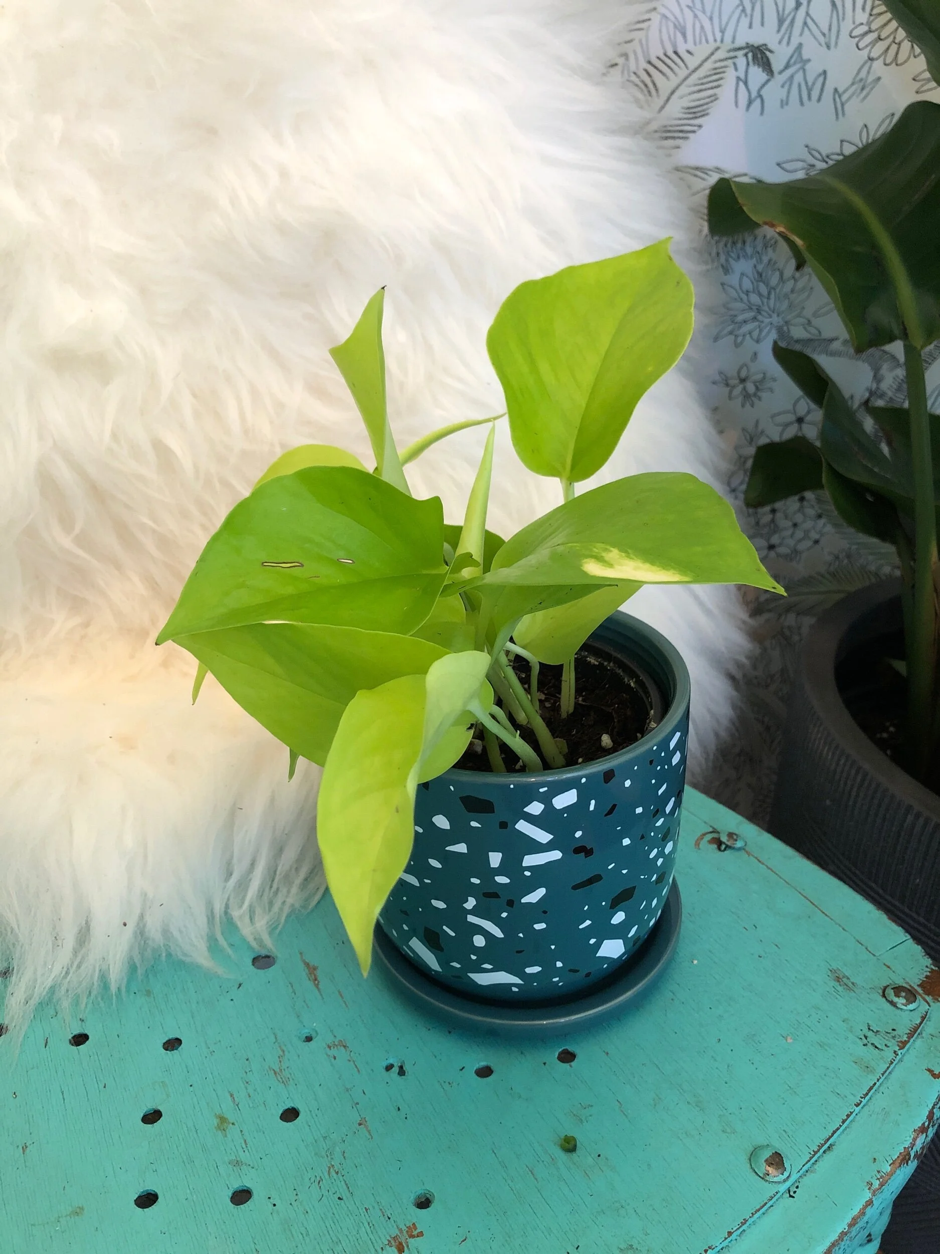 F4E181A3-B88E-4966-9262-375D5A09055C