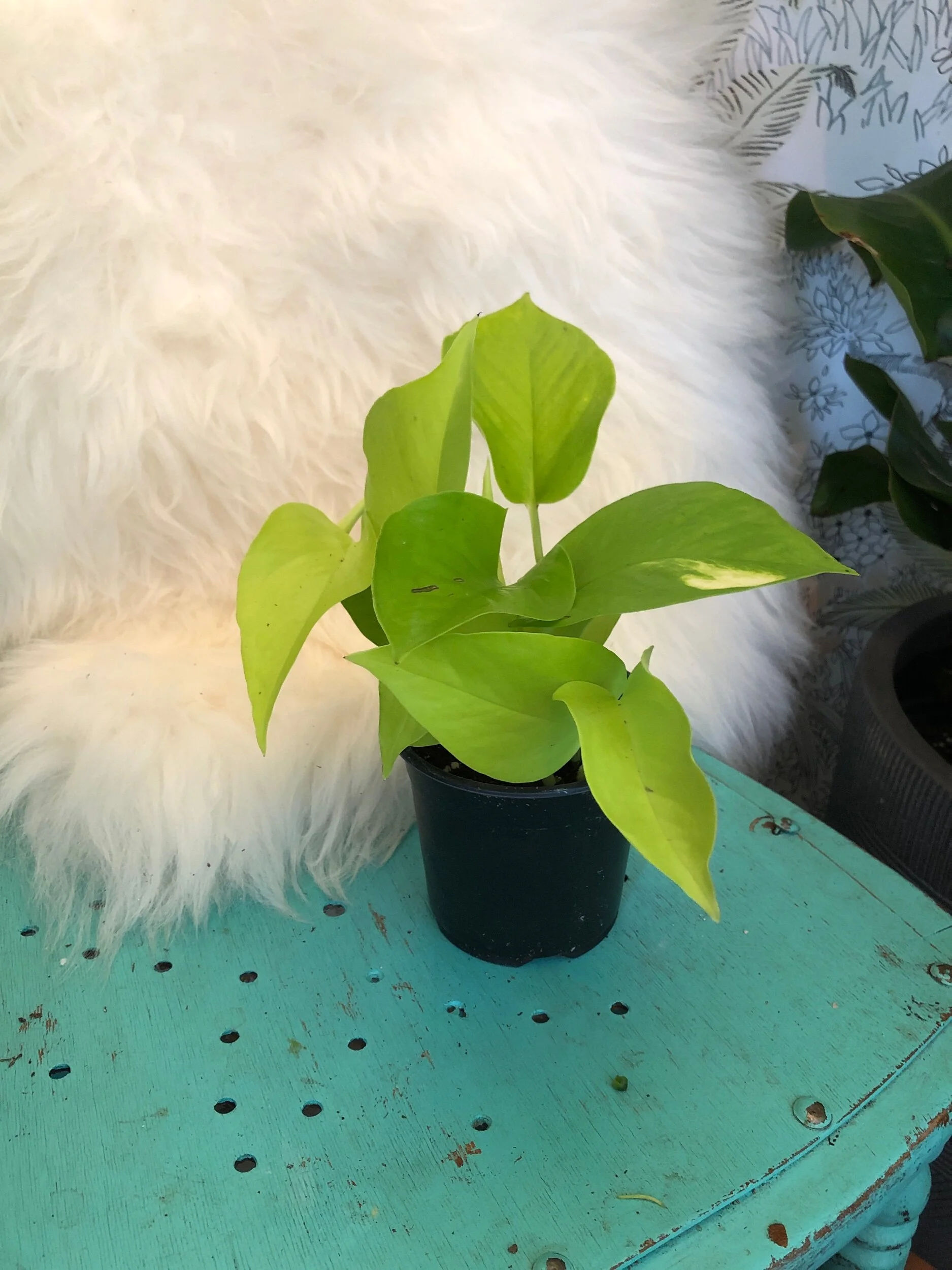 36508100-3BCF-452C-96FD-F57BAB0FC78D