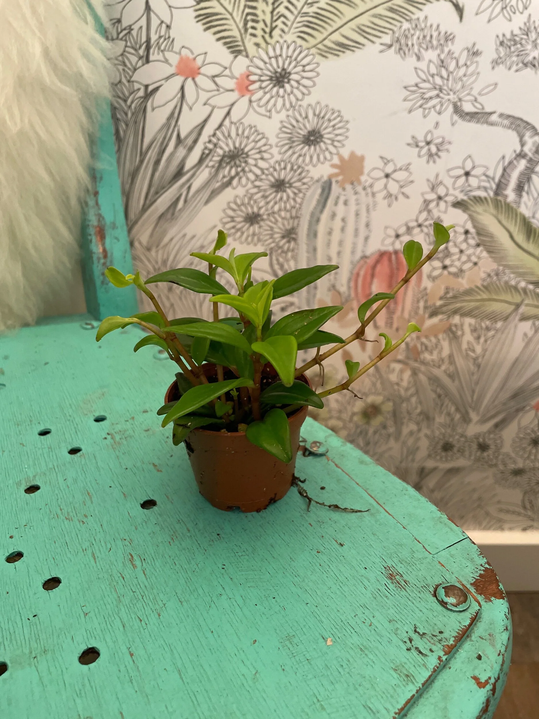 CB5E4383-907F-4558-AEE1-22BA38D36AFA