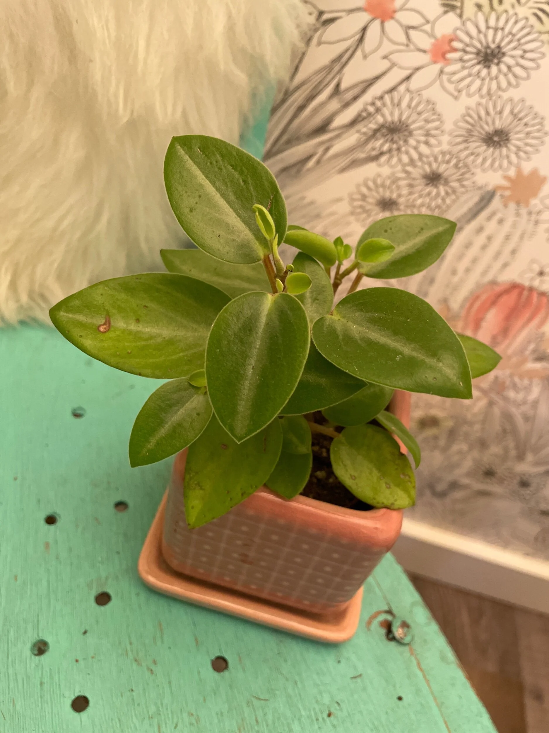 1D3CC991-F31A-40EC-8D4F-D87BC9547401