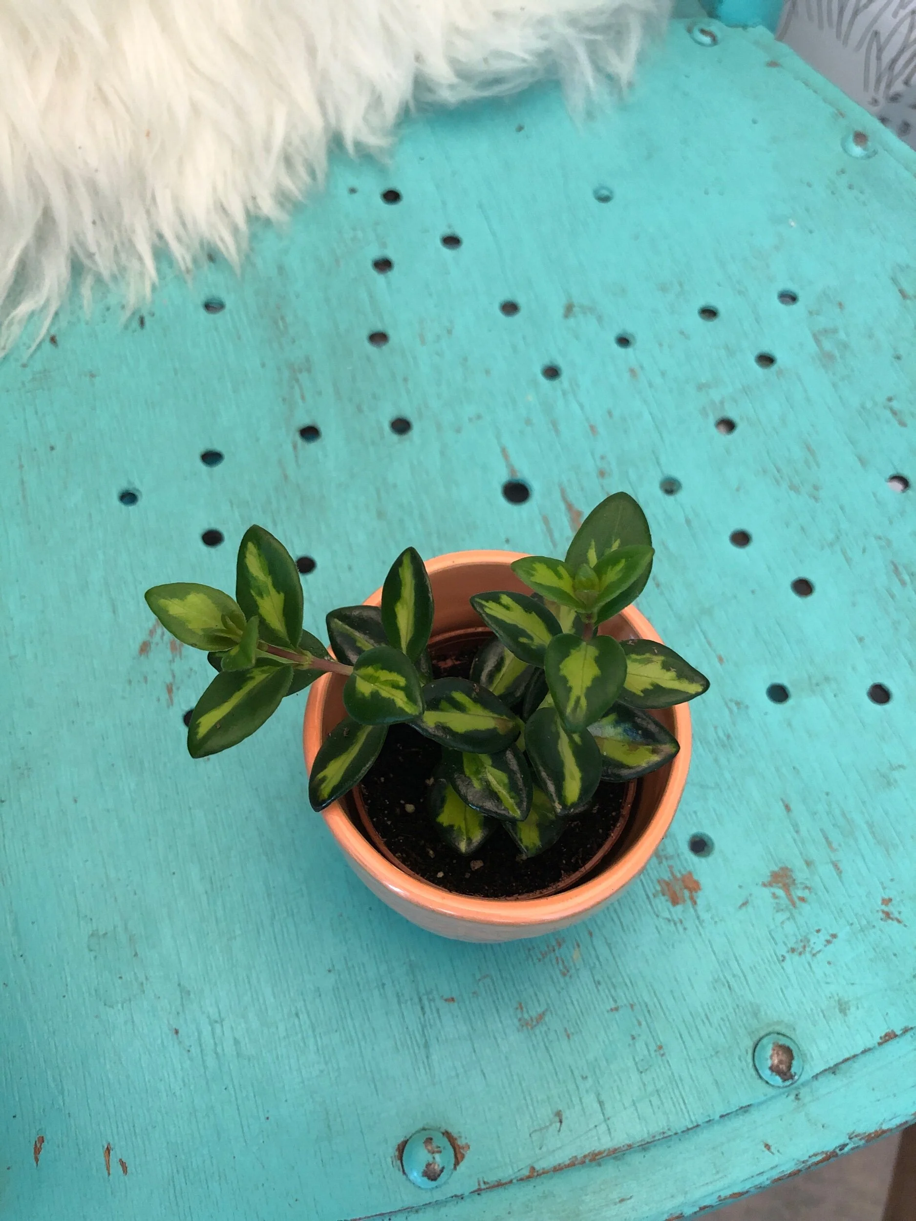 3CD8860A-9B74-4B62-A225-7175C8F02FEE