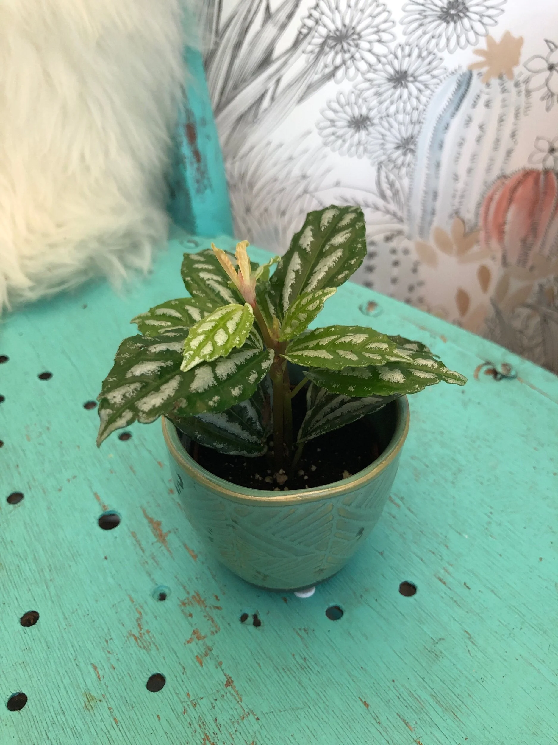 0BDADB1B-4F78-4F14-9F5D-617B906001F8