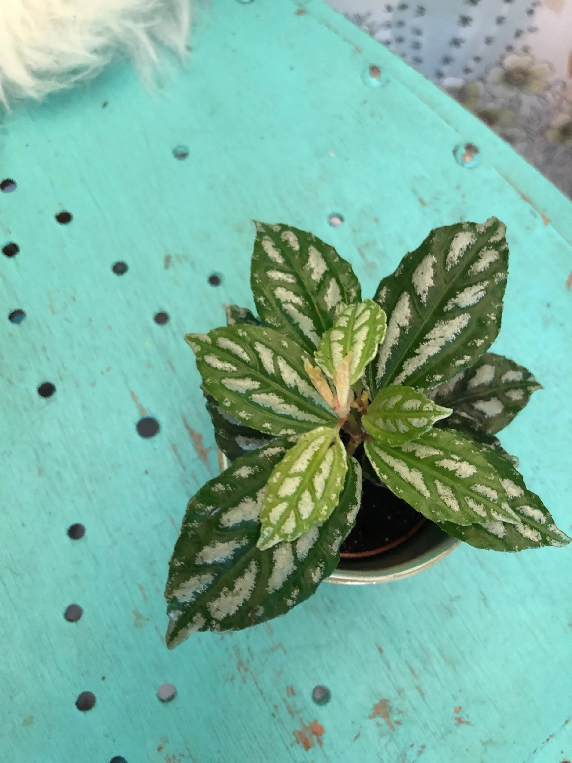 E970F091-041F-423F-92AC-9D3AE47E00D6