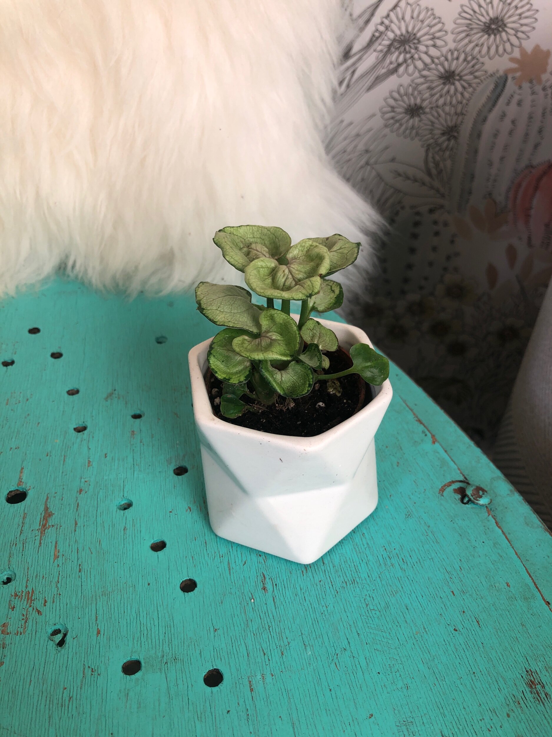 CB599548-D5C5-4E00-9DA2-7A11717E3386