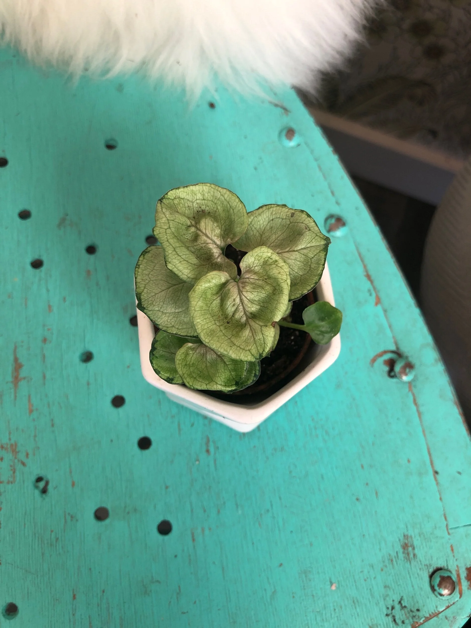 A52758E1-892B-473D-9764-92DE361EC5E5