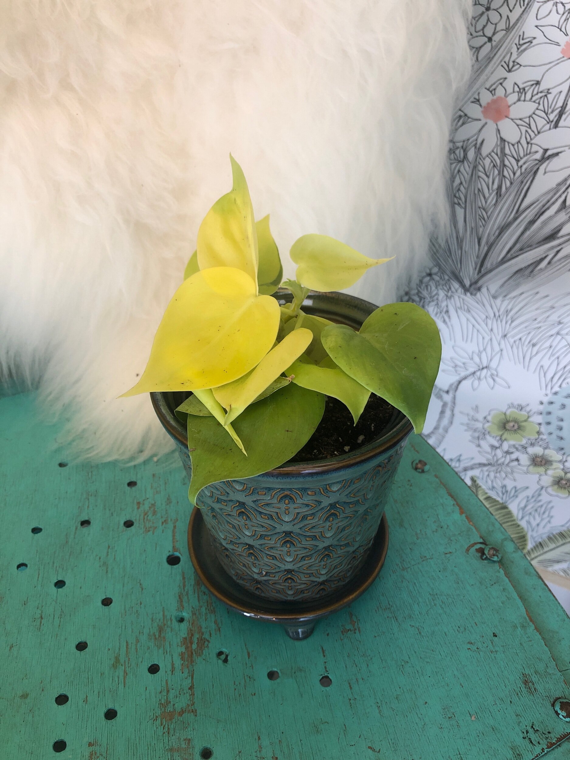 63F2C22B-690C-4B31-9B23-20C7A47FA344