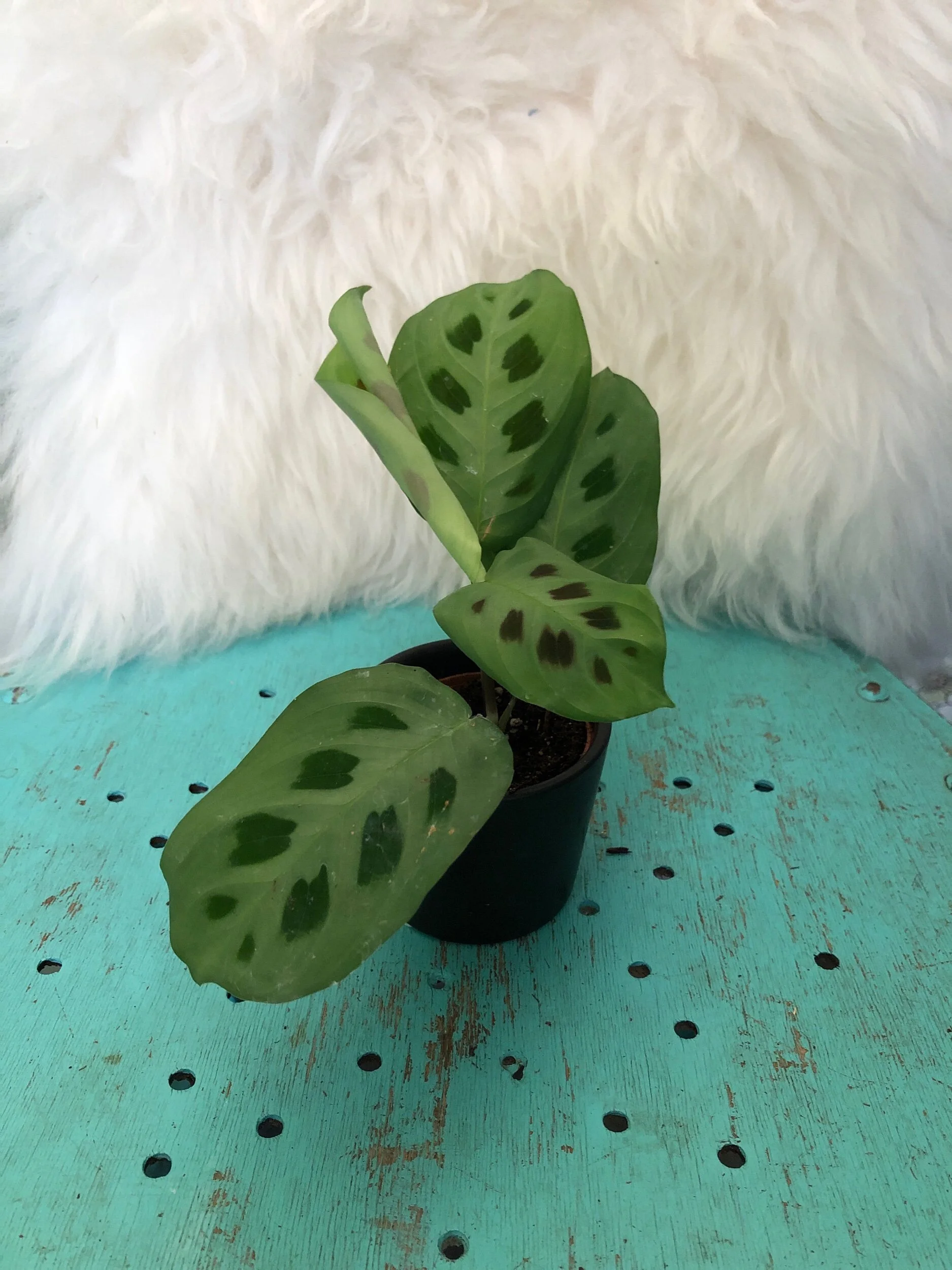 B7DAEECC-073D-49B0-846A-B4C292744F5C