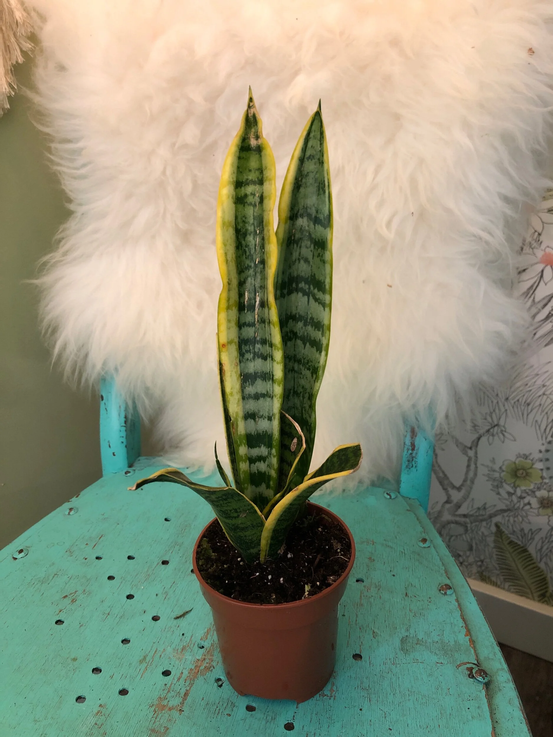 CBED53ED-F935-4DEC-9220-6FE7A88852FF