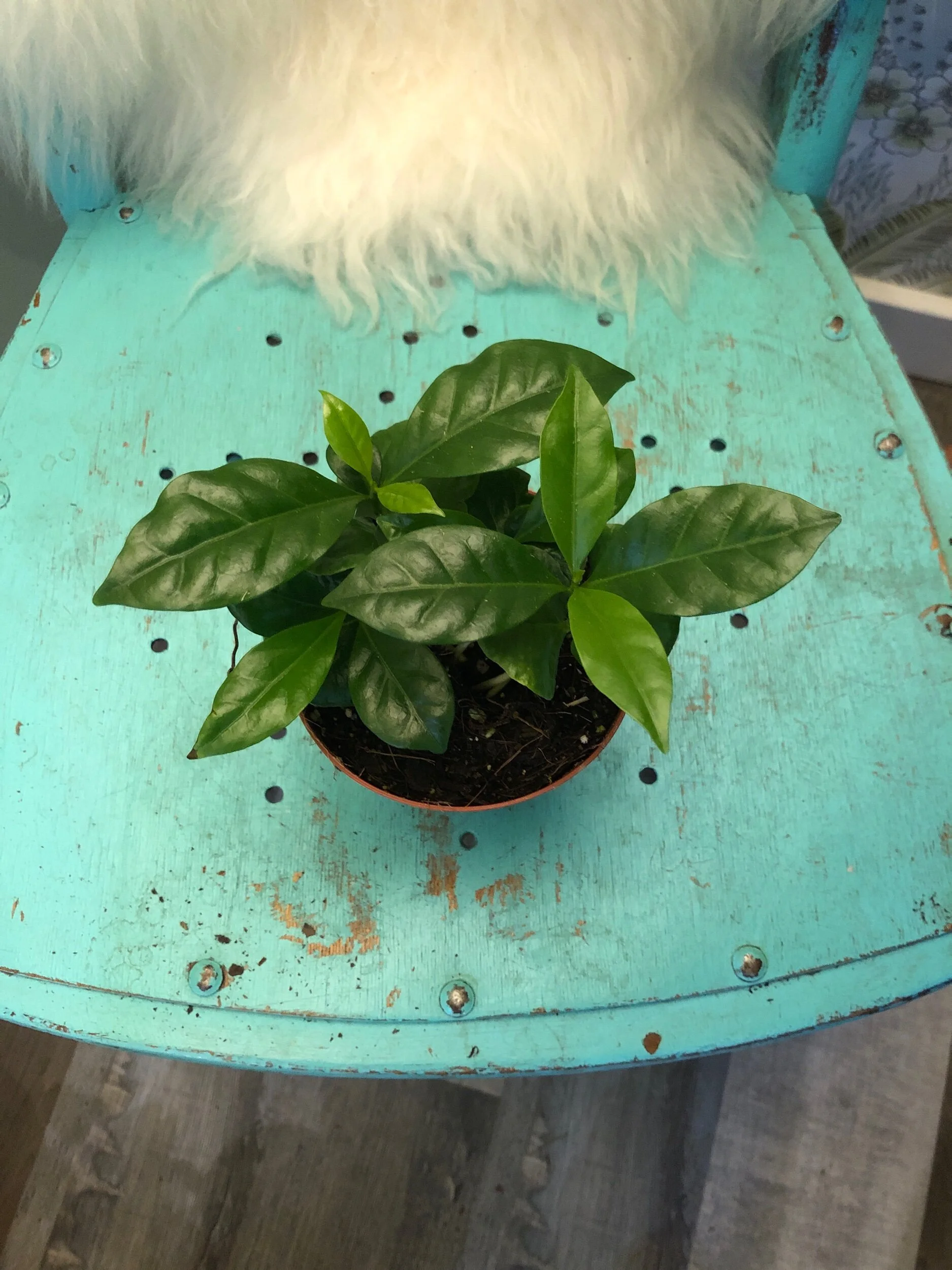 A0E284A9-F221-4980-B5E9-71AE9F86CC6C