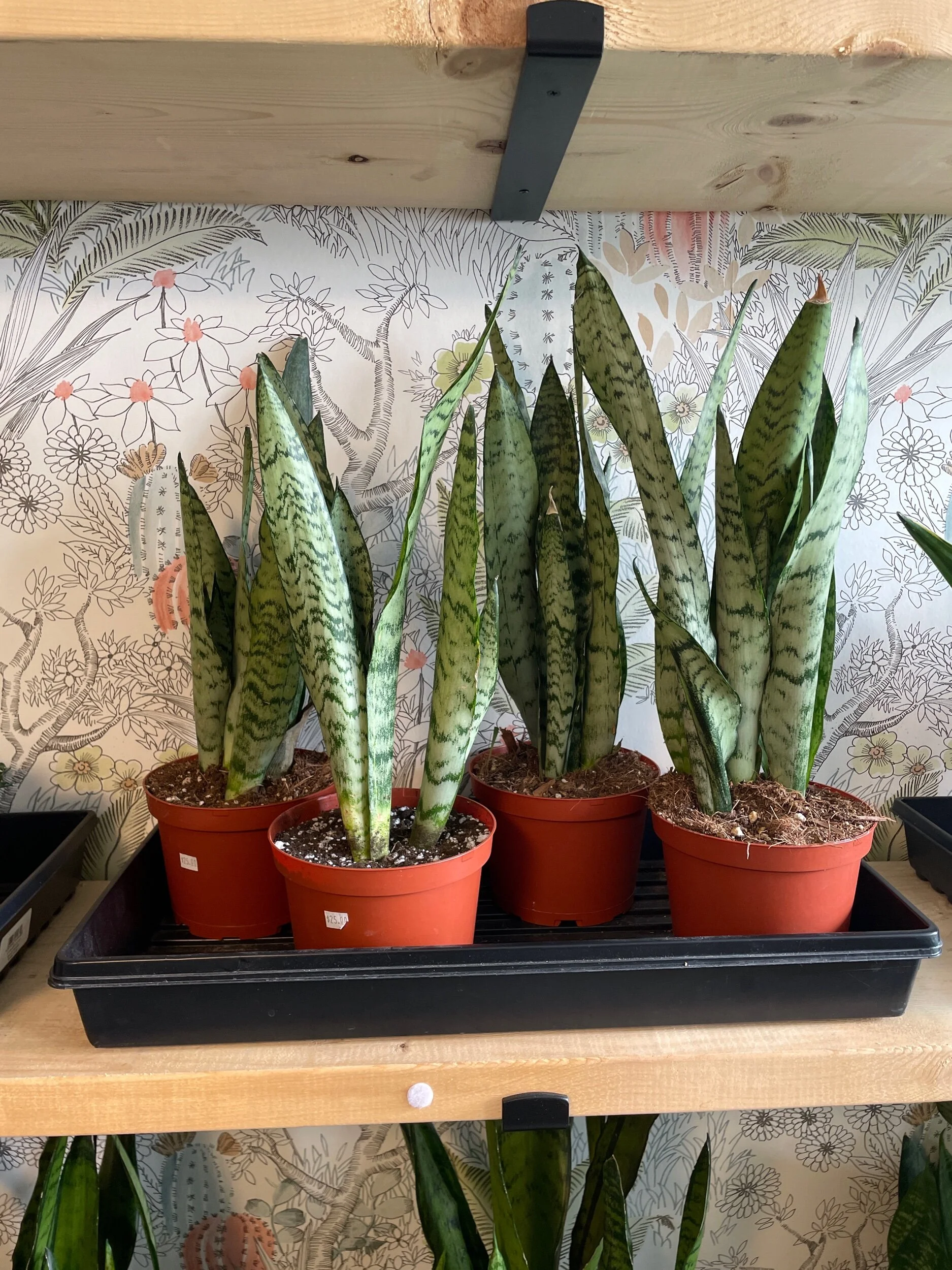 ACD4DDE4-B4ED-4456-8AAB-71DE886A0548