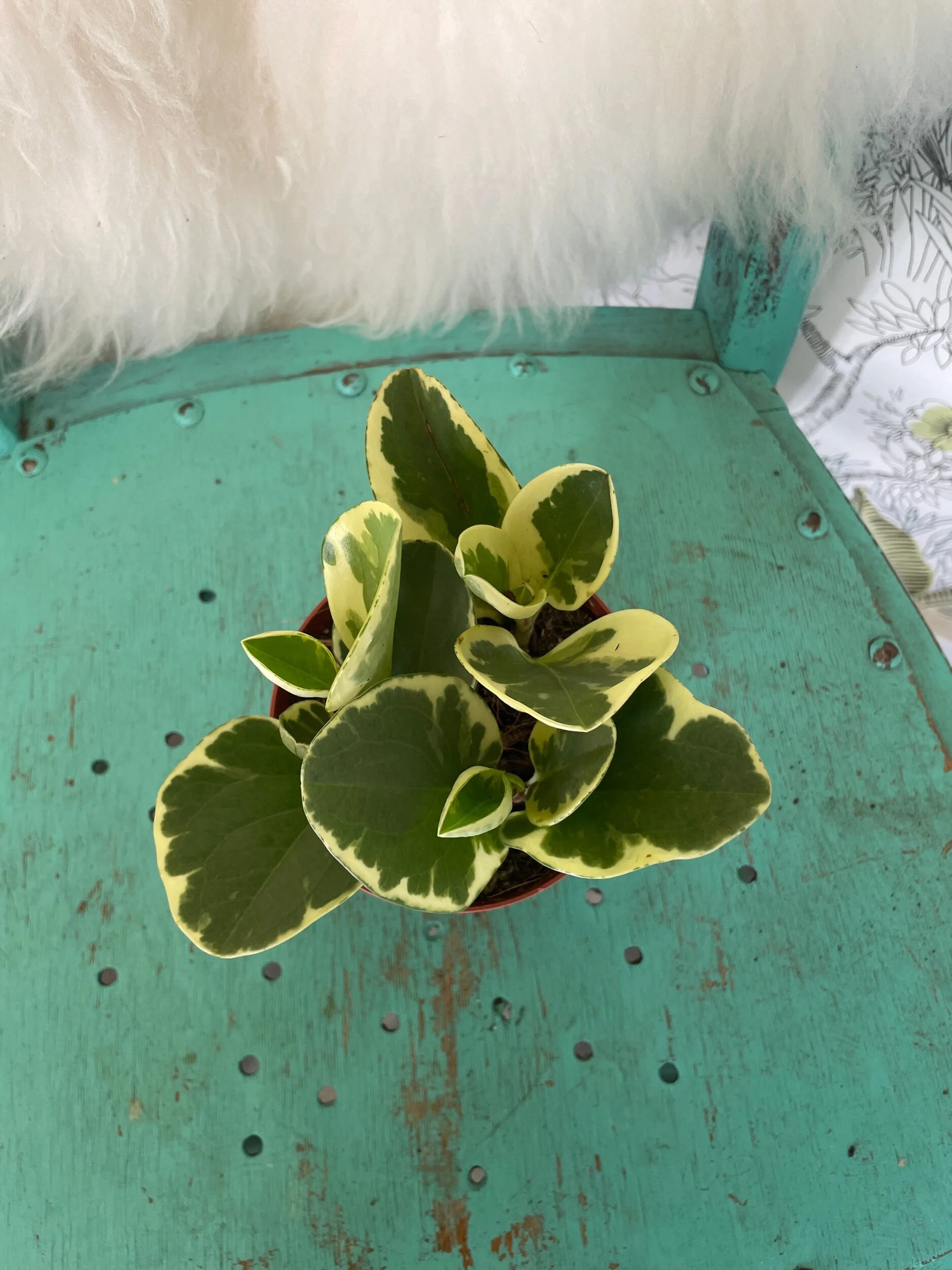 755EBD95-550E-4DD4-A05D-50AED803560B