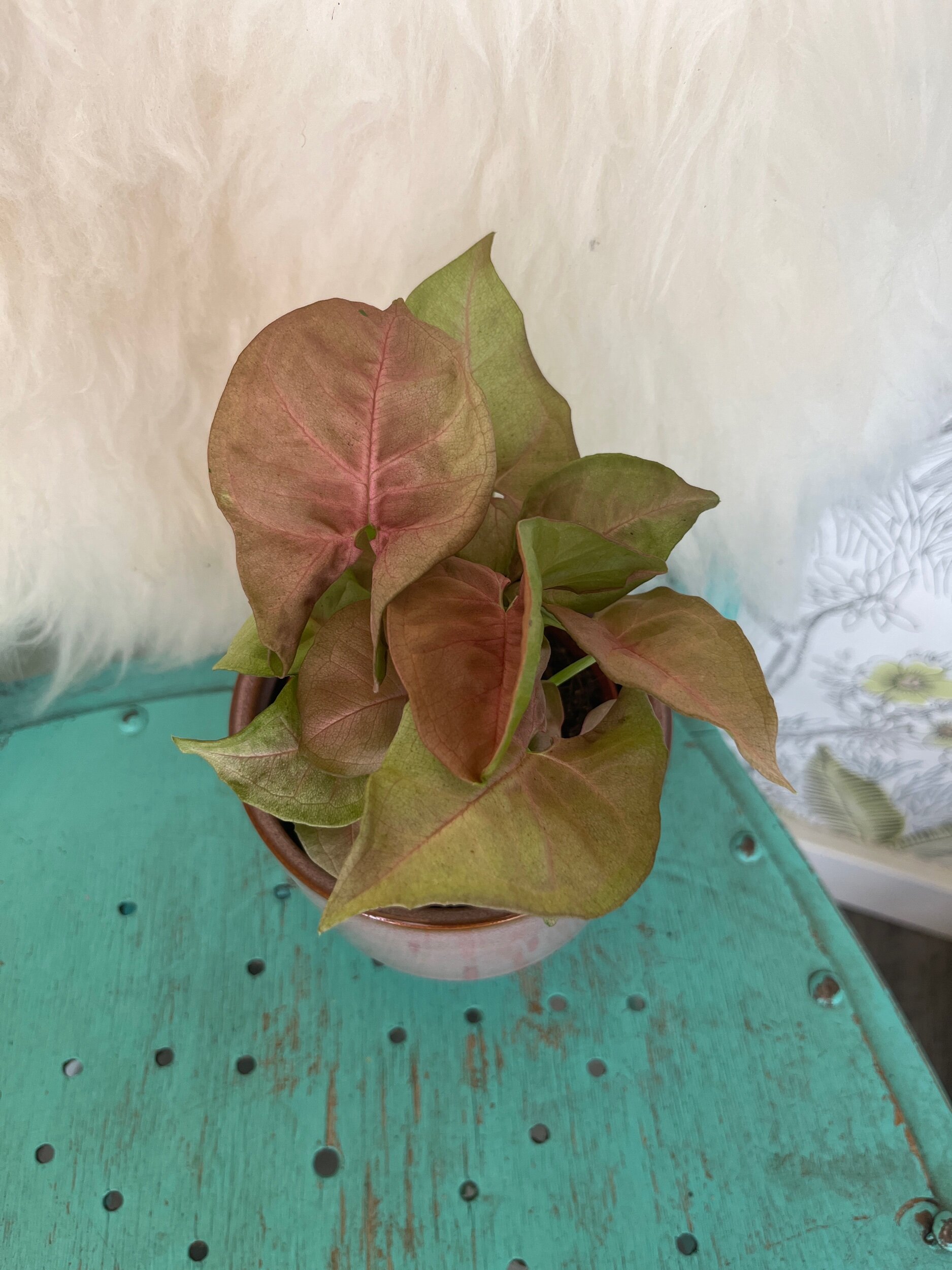 36C21247-A2C7-4950-AEB5-0F65D04620E7