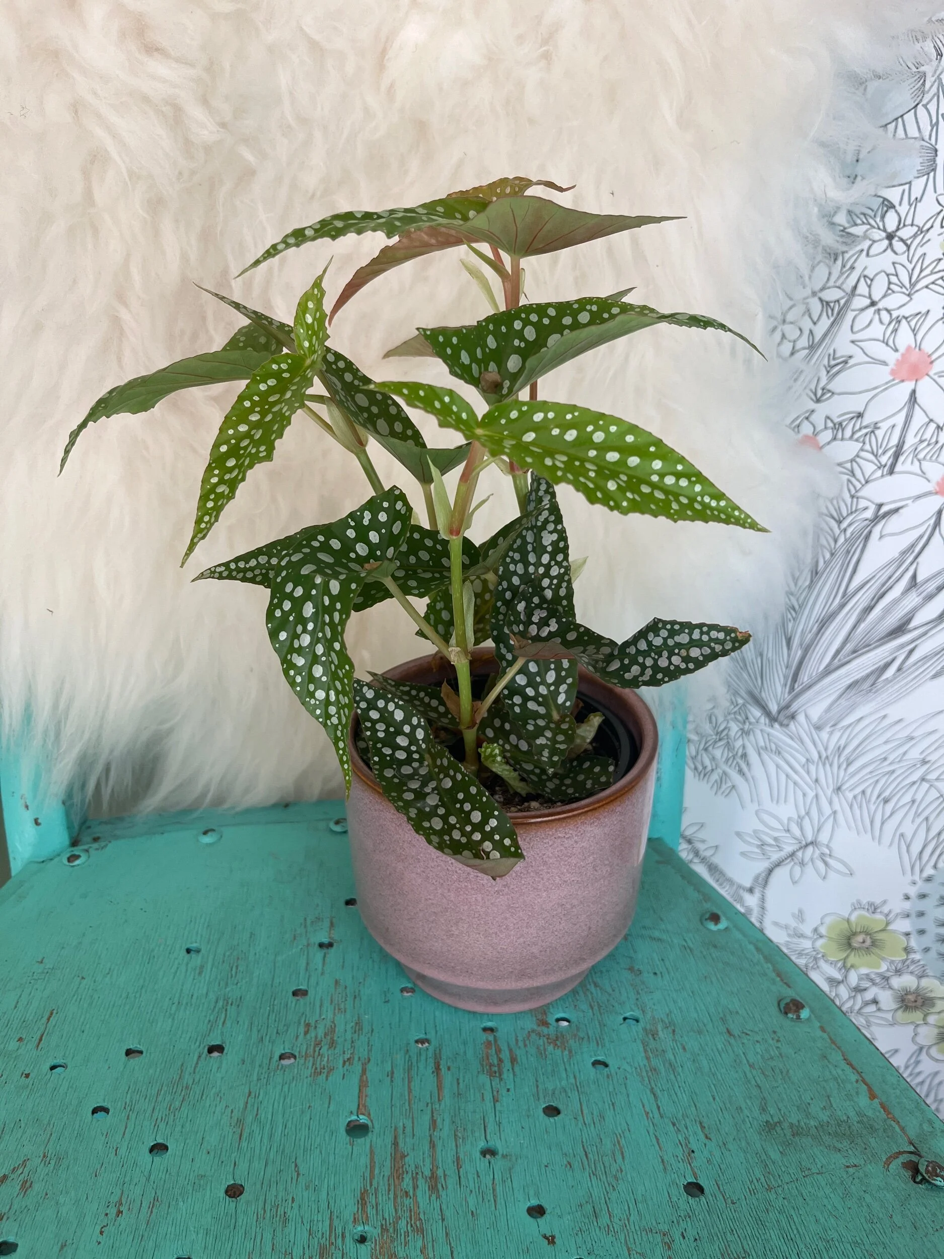 E960E3E1-AD8F-4122-A1B6-74C6C6FFE1D2