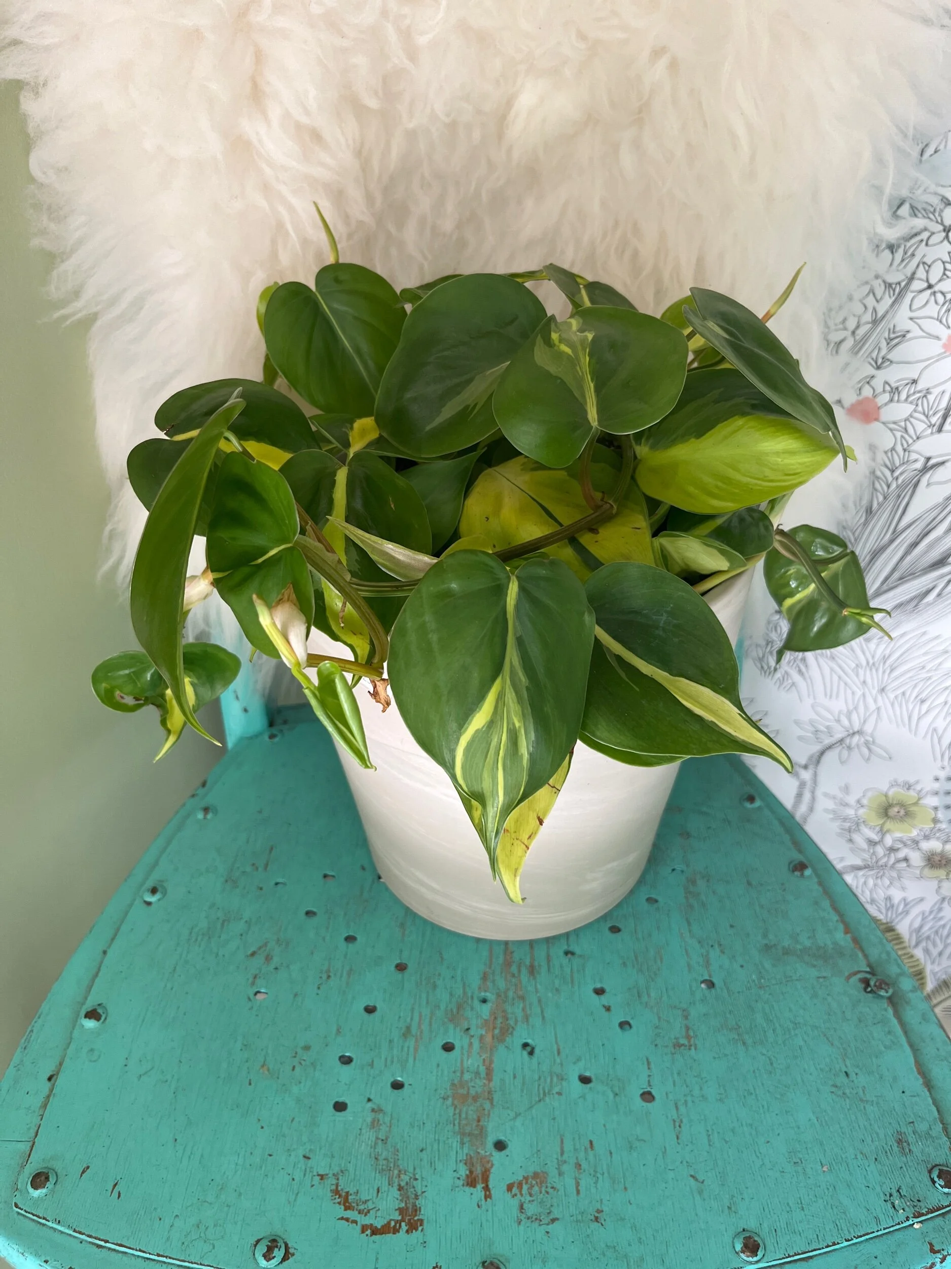 DB38E98D-AF77-4953-A88F-67FA24ABA55A