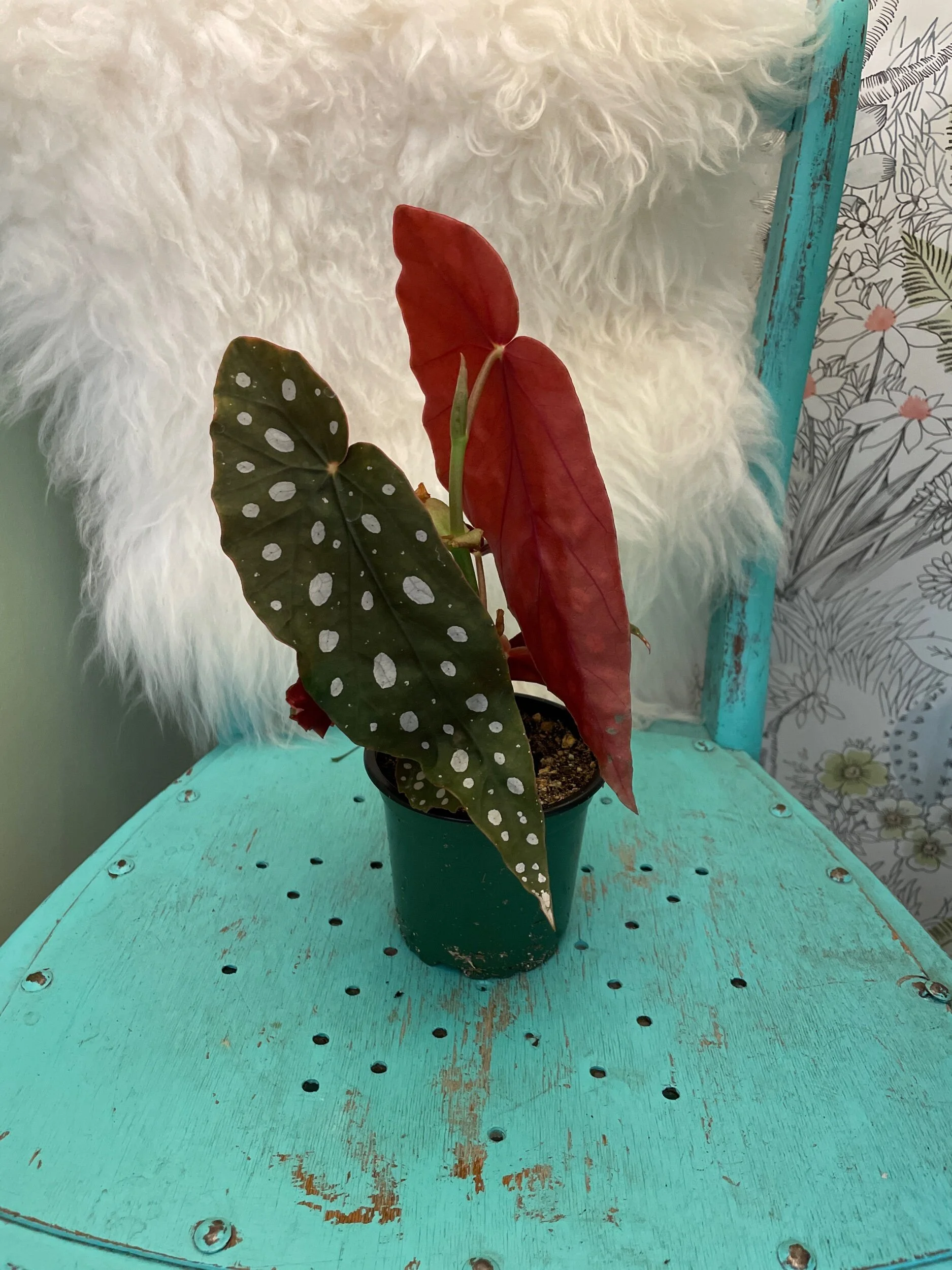 8C245498-5A18-4DF4-89A7-E161E76E1562