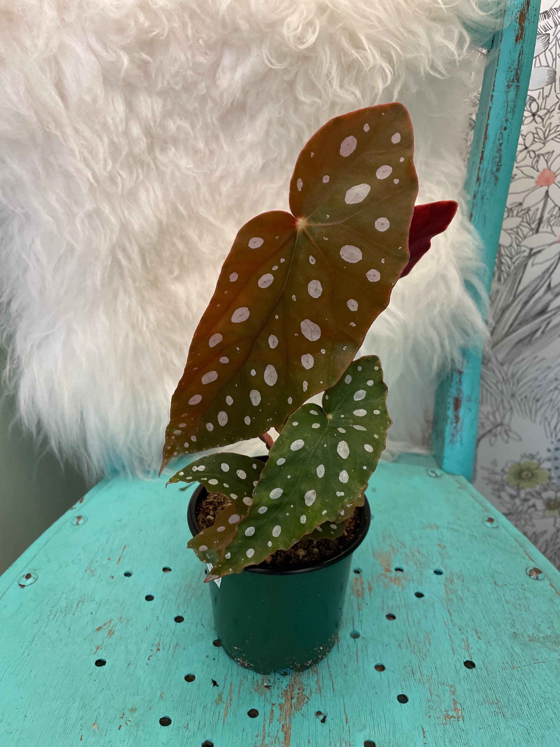 B5D5DAE9-33D0-44F1-A5A5-DB32FDB73DEC