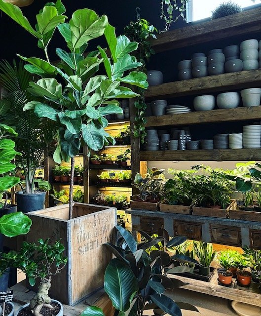 THE PLANT PLACE MARDA LOOP