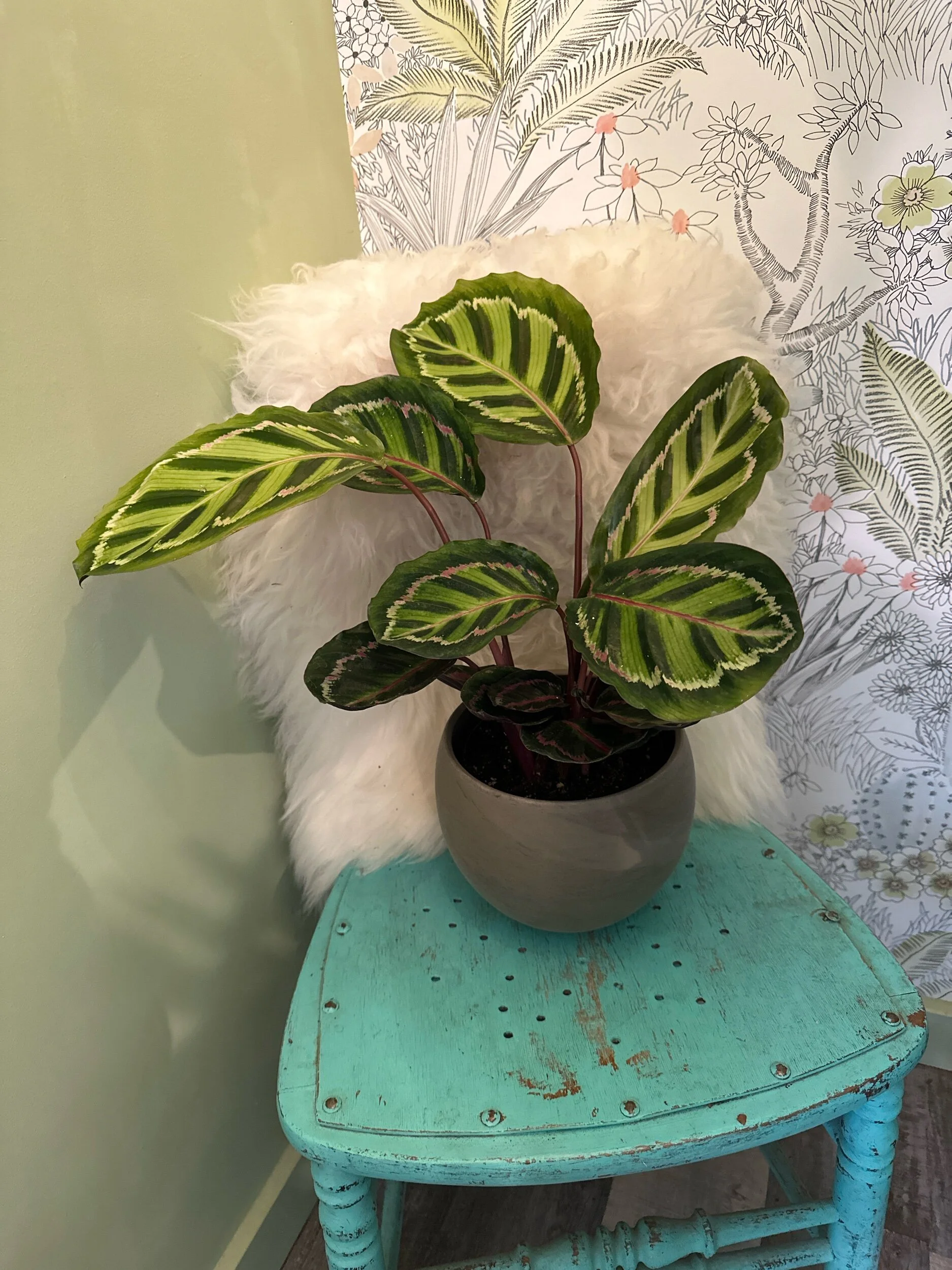 3972B307-0888-4995-BBDC-CAB3076DBA56