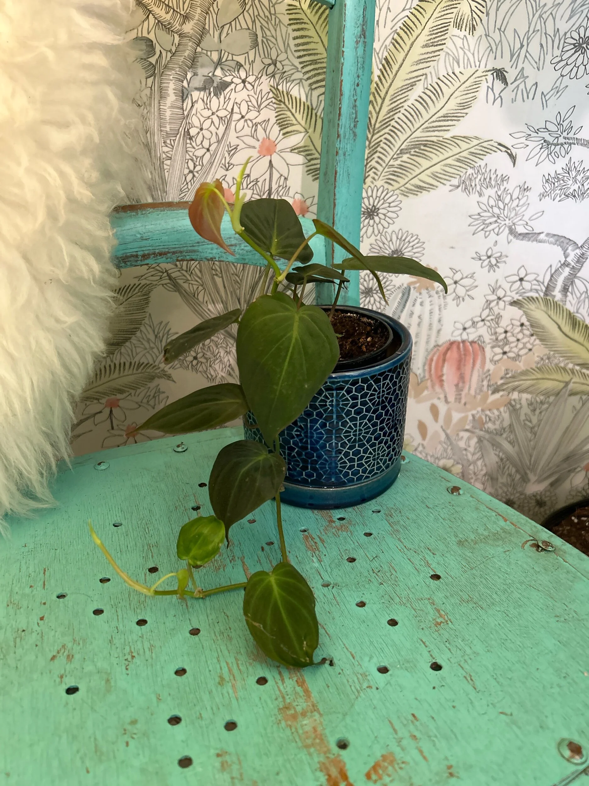 A5484264-0051-4390-A879-CA32F7F9C616