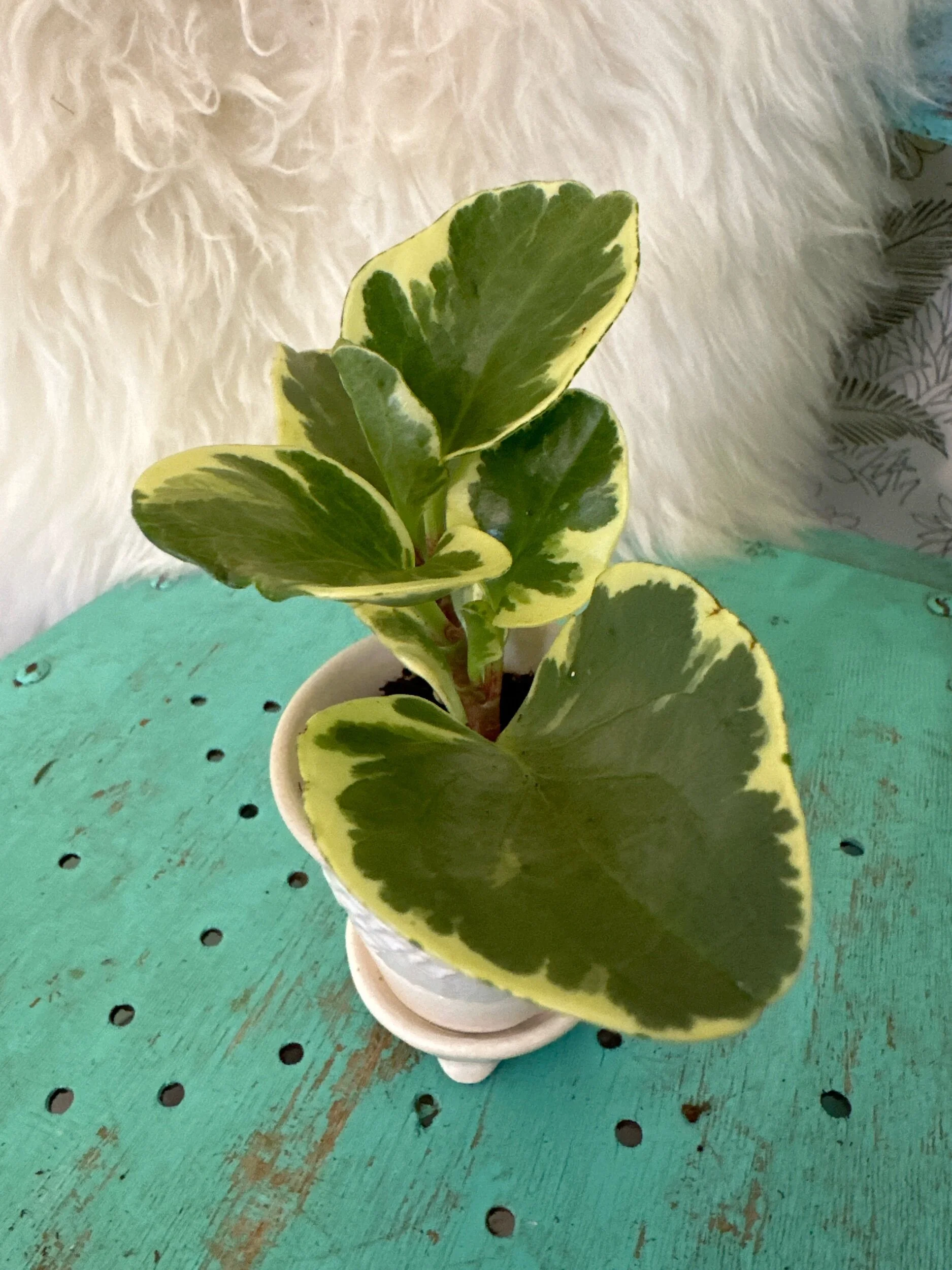 564C57E4-8D1B-49CB-9ACD-13842F73F5B0