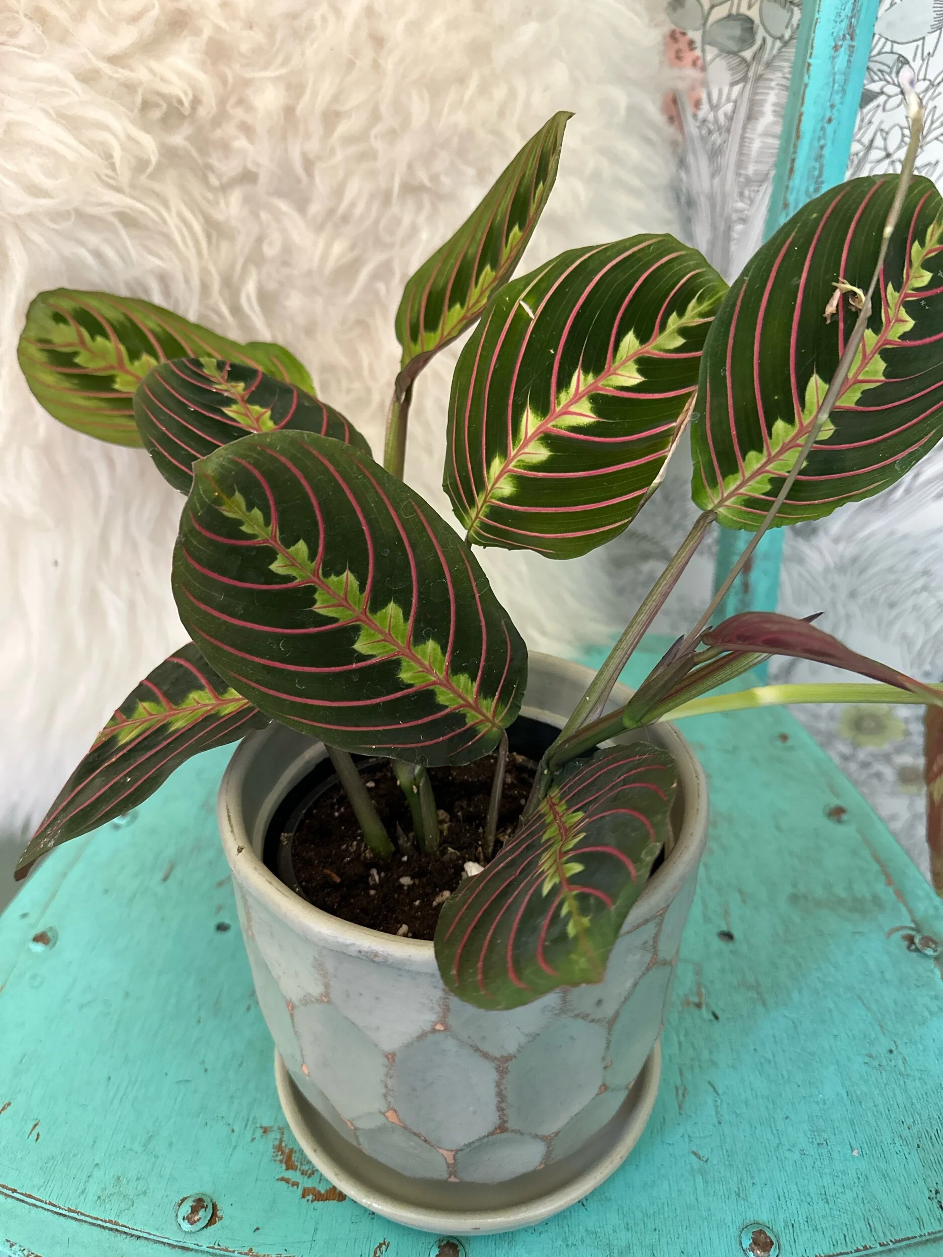 E35418DA-DC32-45CF-8BE6-FE4A6107B751