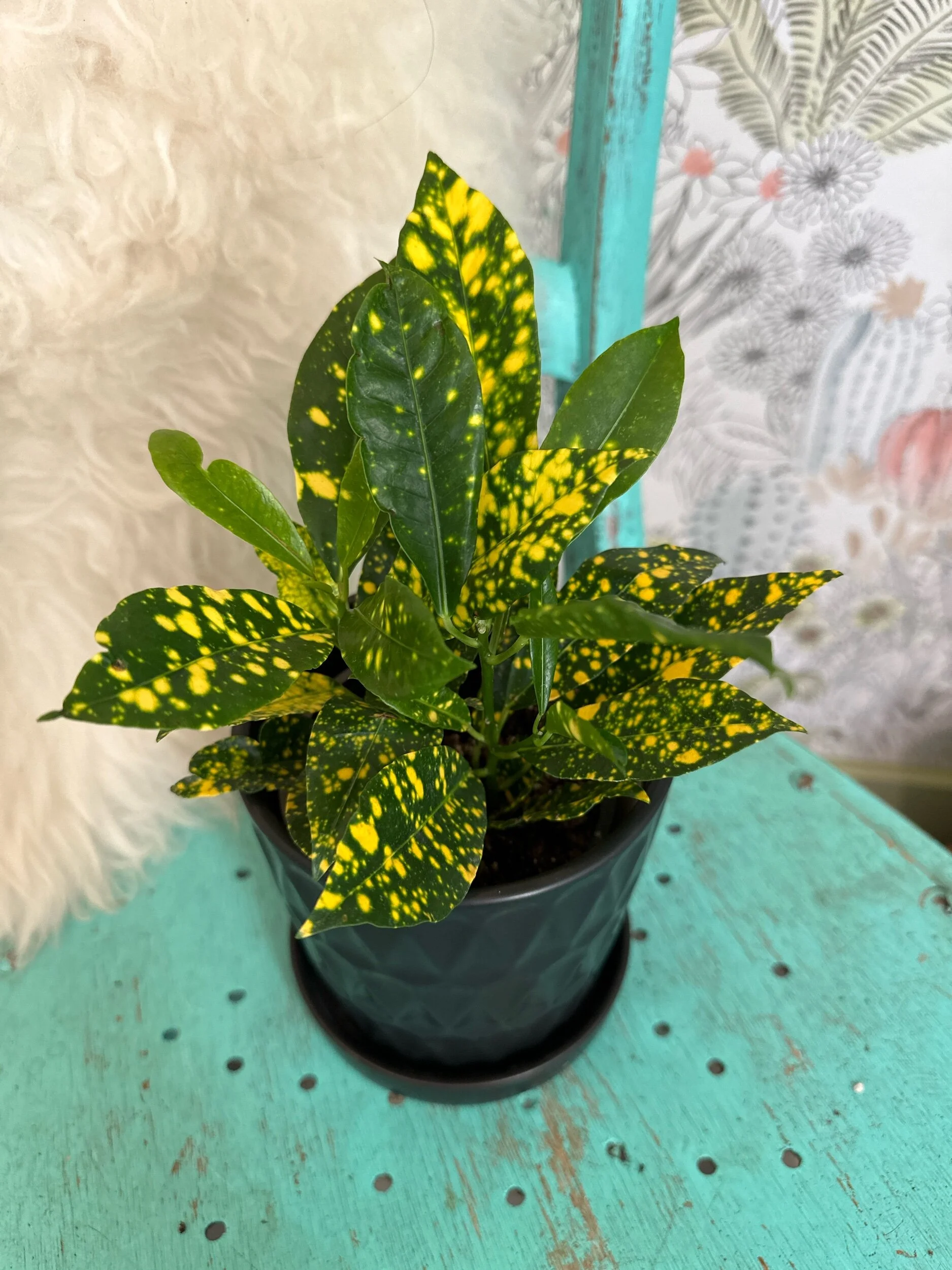 266E3A1E-41E4-4B80-8454-369BEF1BF25E