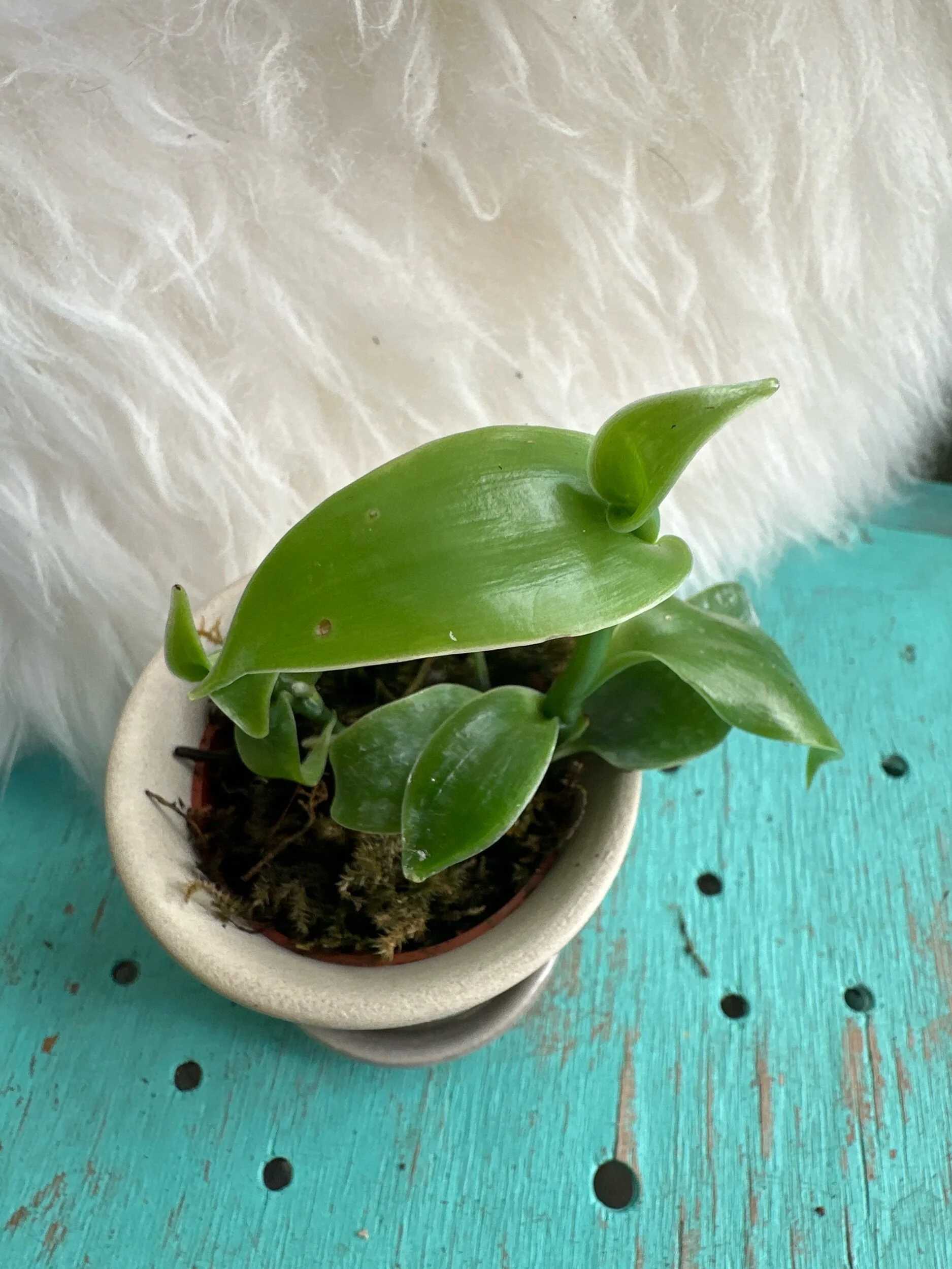 50996840-1867-423E-A396-246E47EB417F