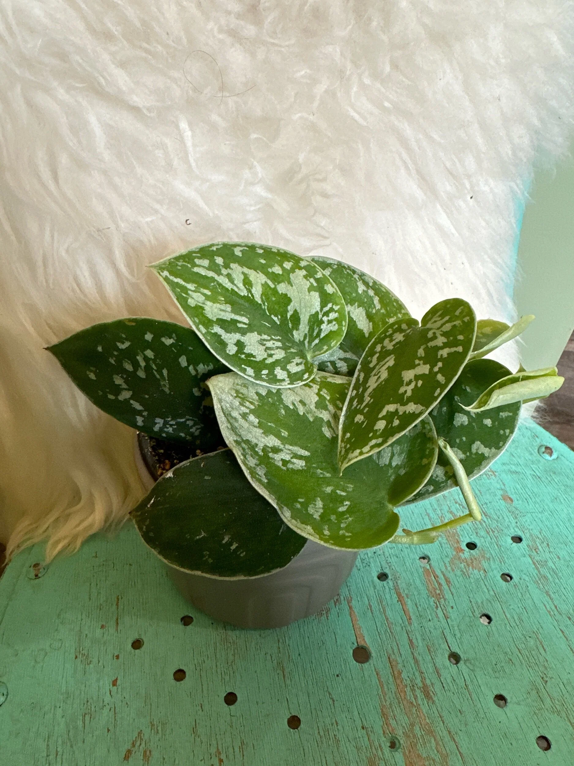 FFC4D7CB-CA70-4420-B393-24F1EEB3DF5C