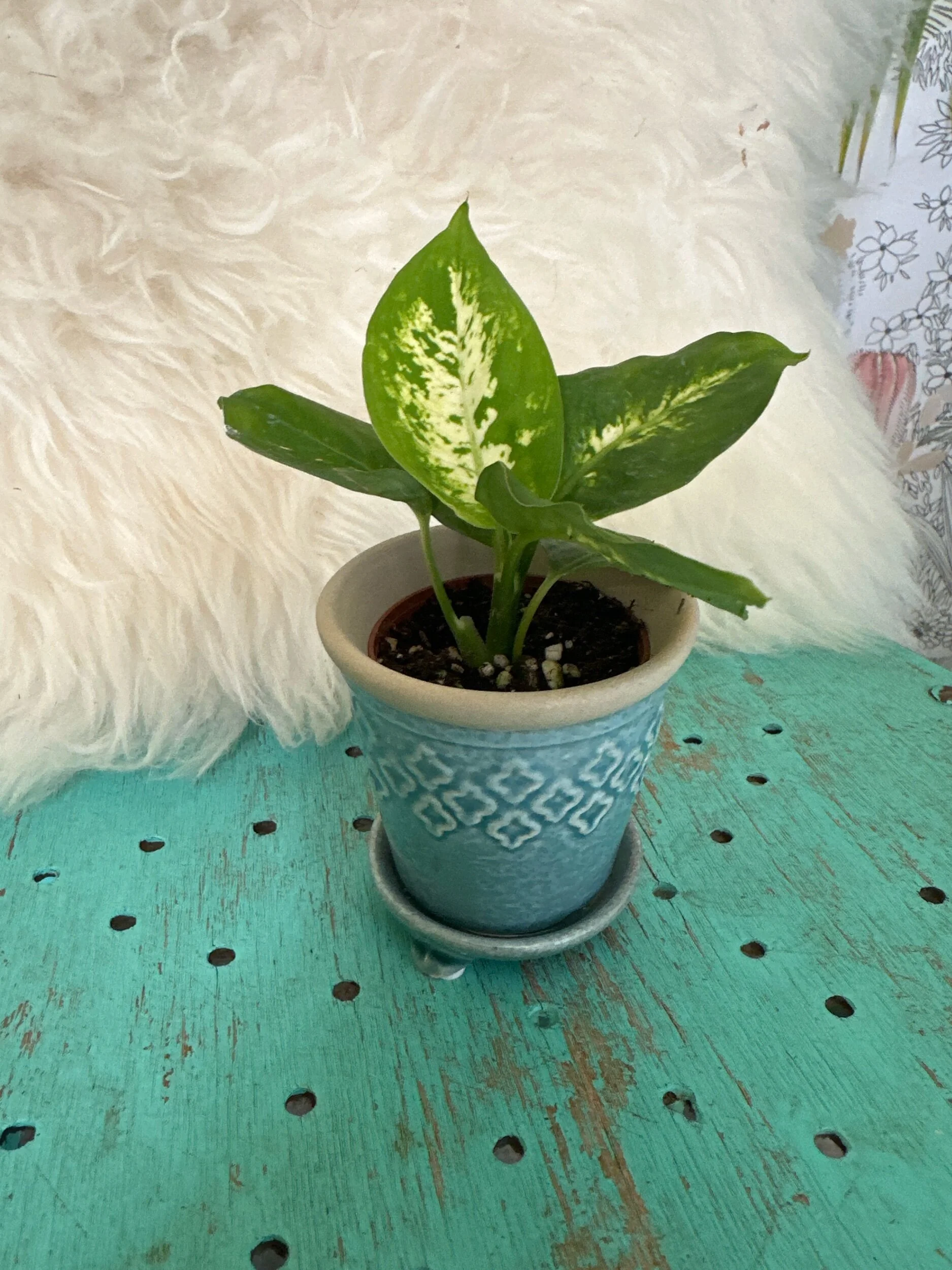 DB8656D6-9585-4DD2-BF87-E29A8D639D7C