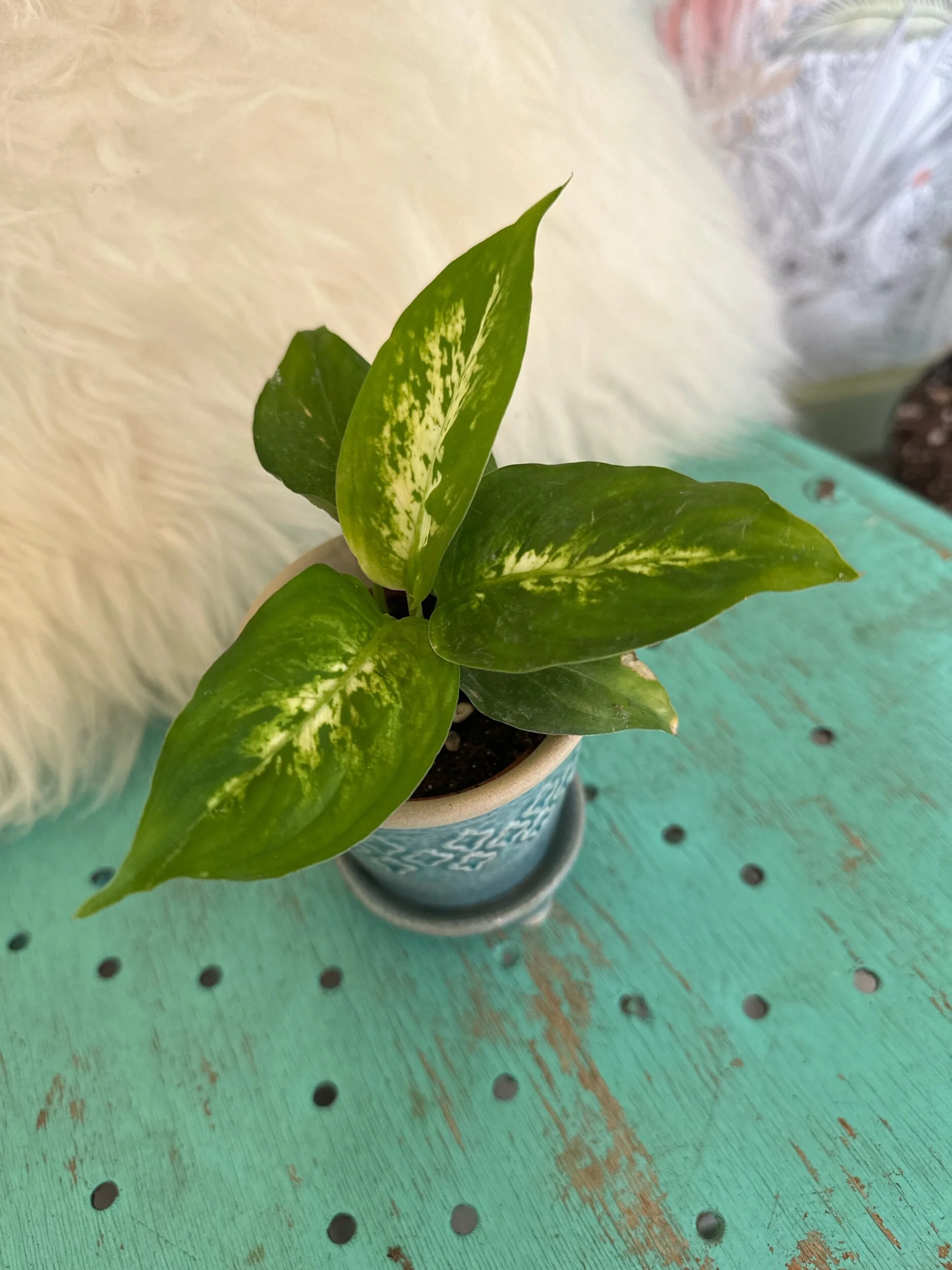 A0CE39AF-9CEE-4288-8657-6A9C0E934338