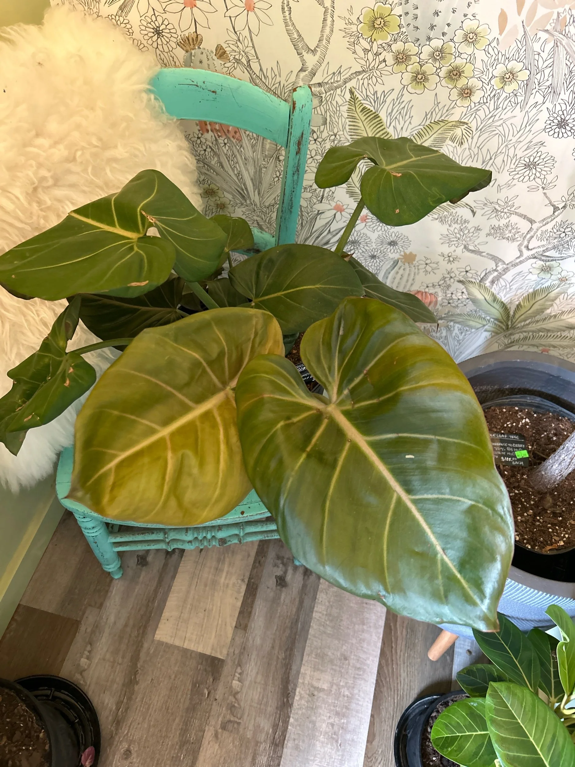10" PHILODENDRON (SUMMER GLORY) — THE PLANT PLACE